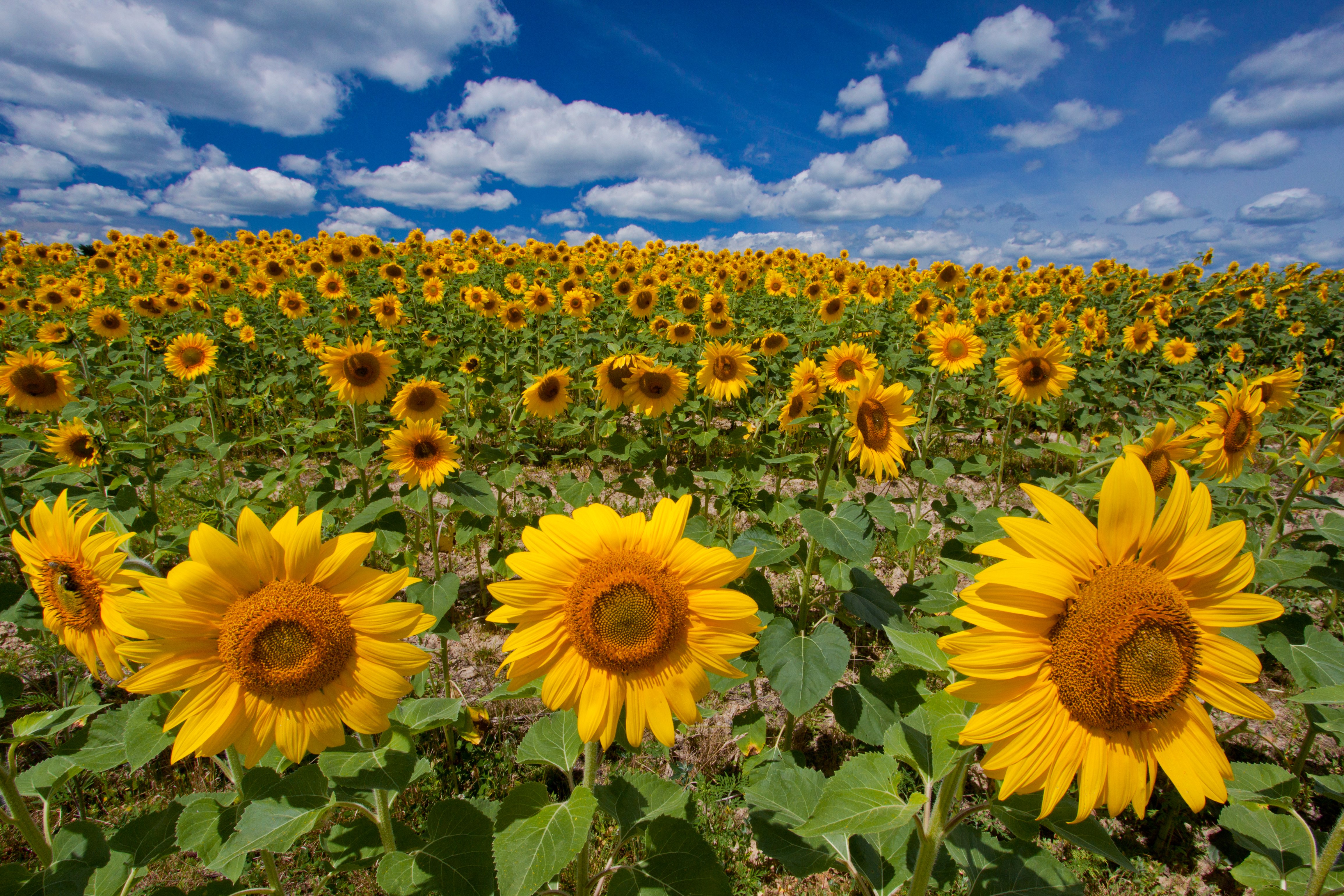 Saaty Photography | Sunflower Fields - Saaty Photography