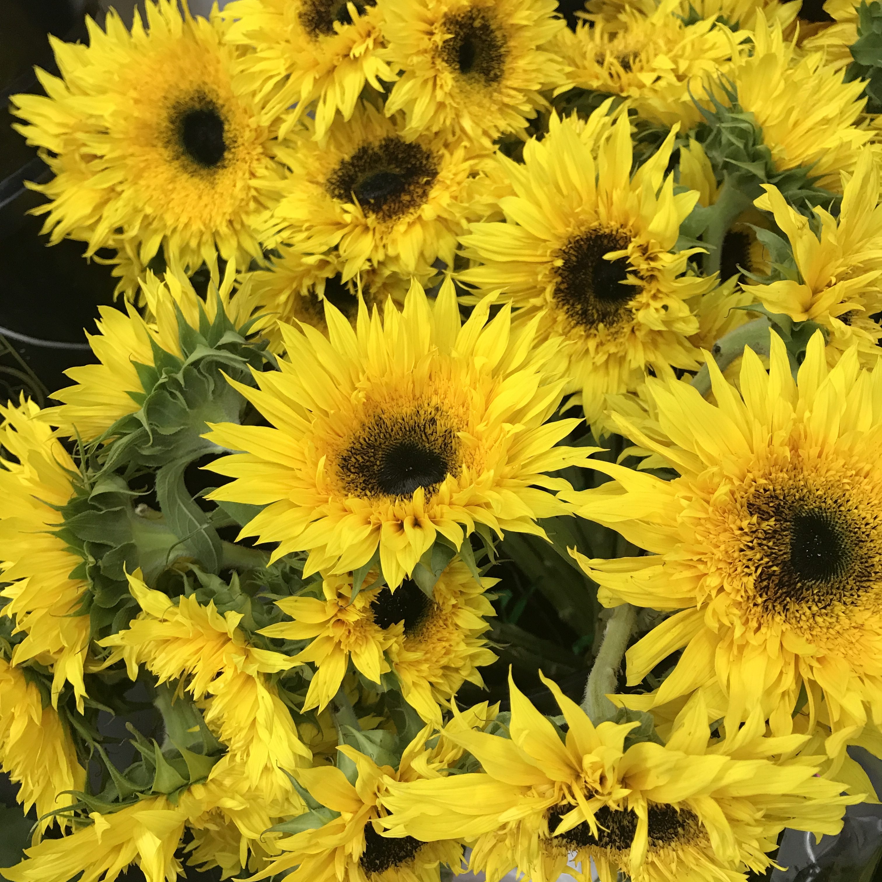 Sunflowers | Ensign Wholesale Floral