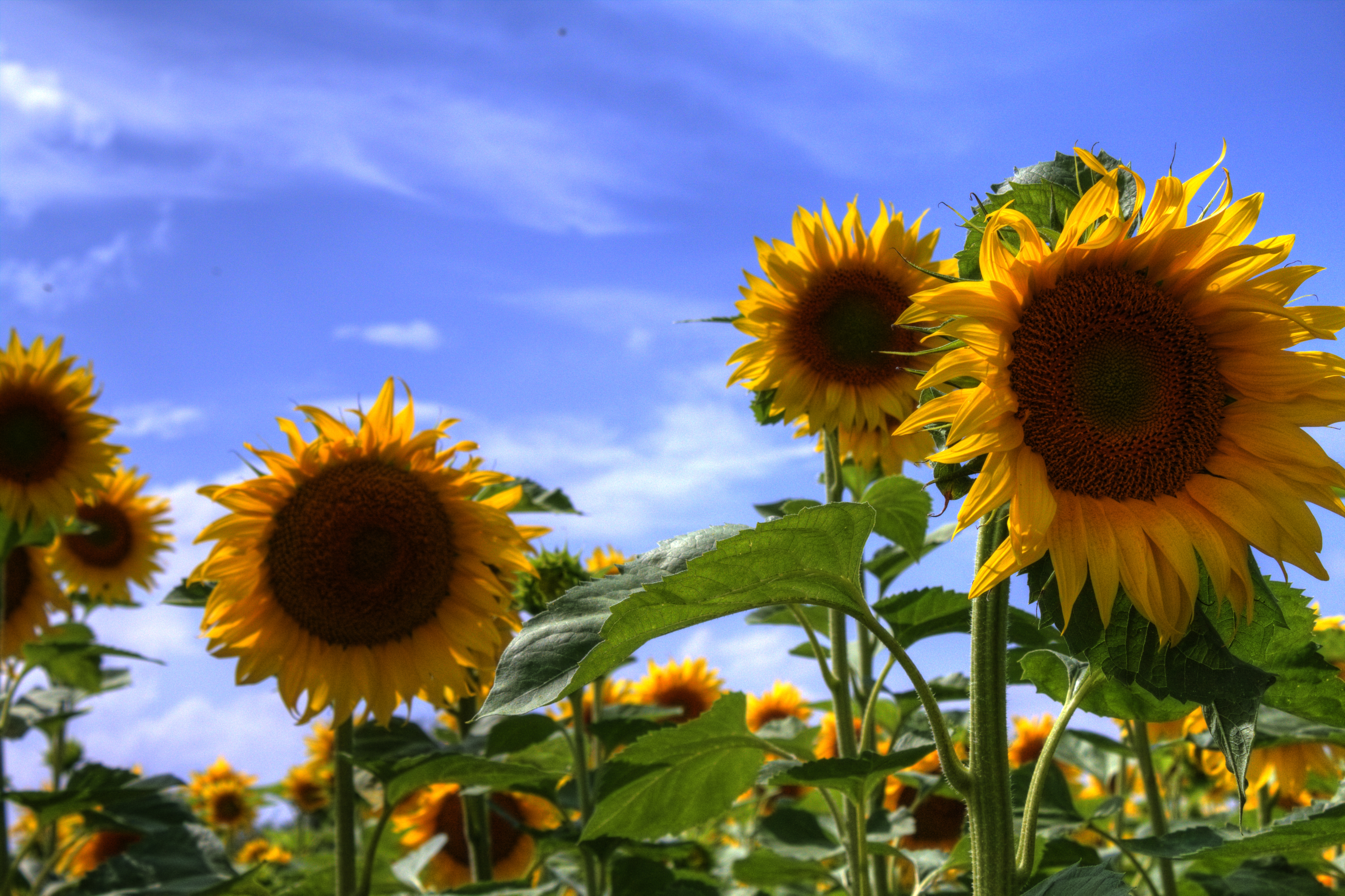 File:Sunflowers IMG 4309.jpg - Wikimedia Commons