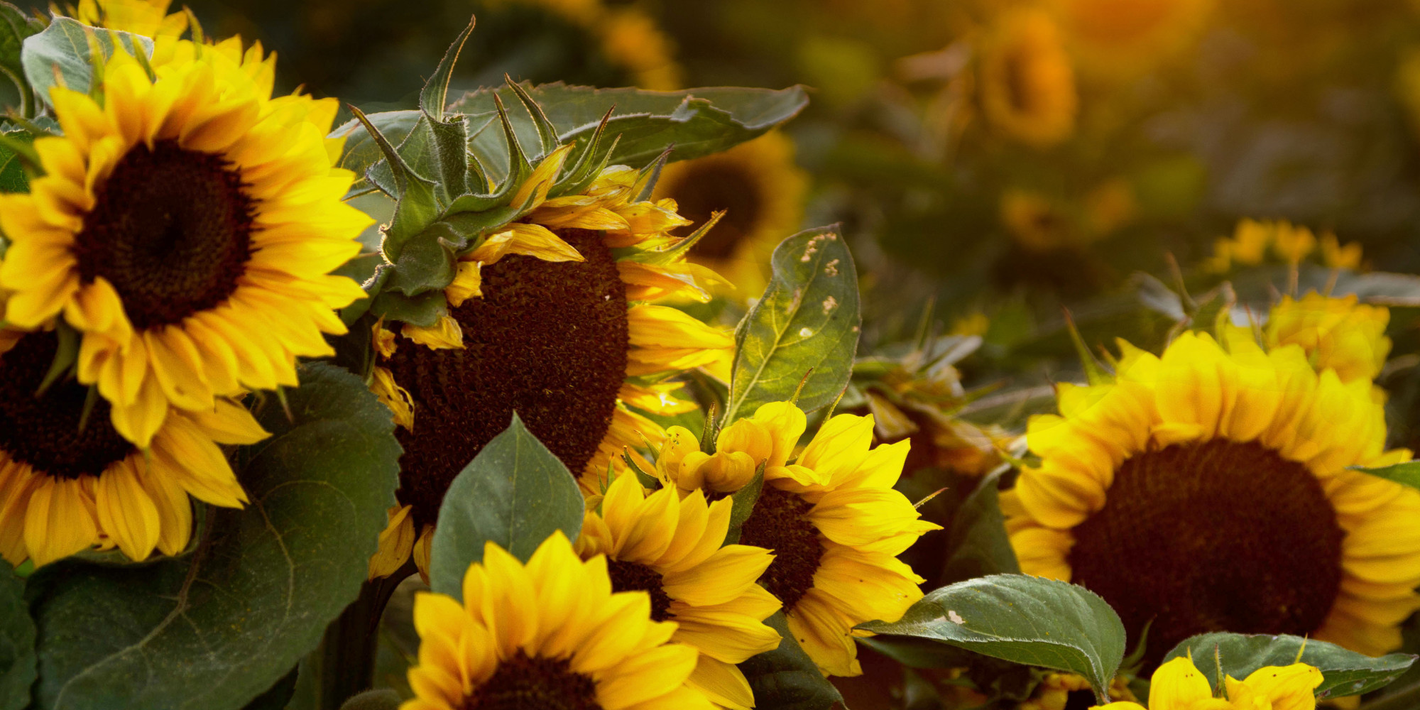 Daily Meditation: Sunflower Sutra | HuffPost