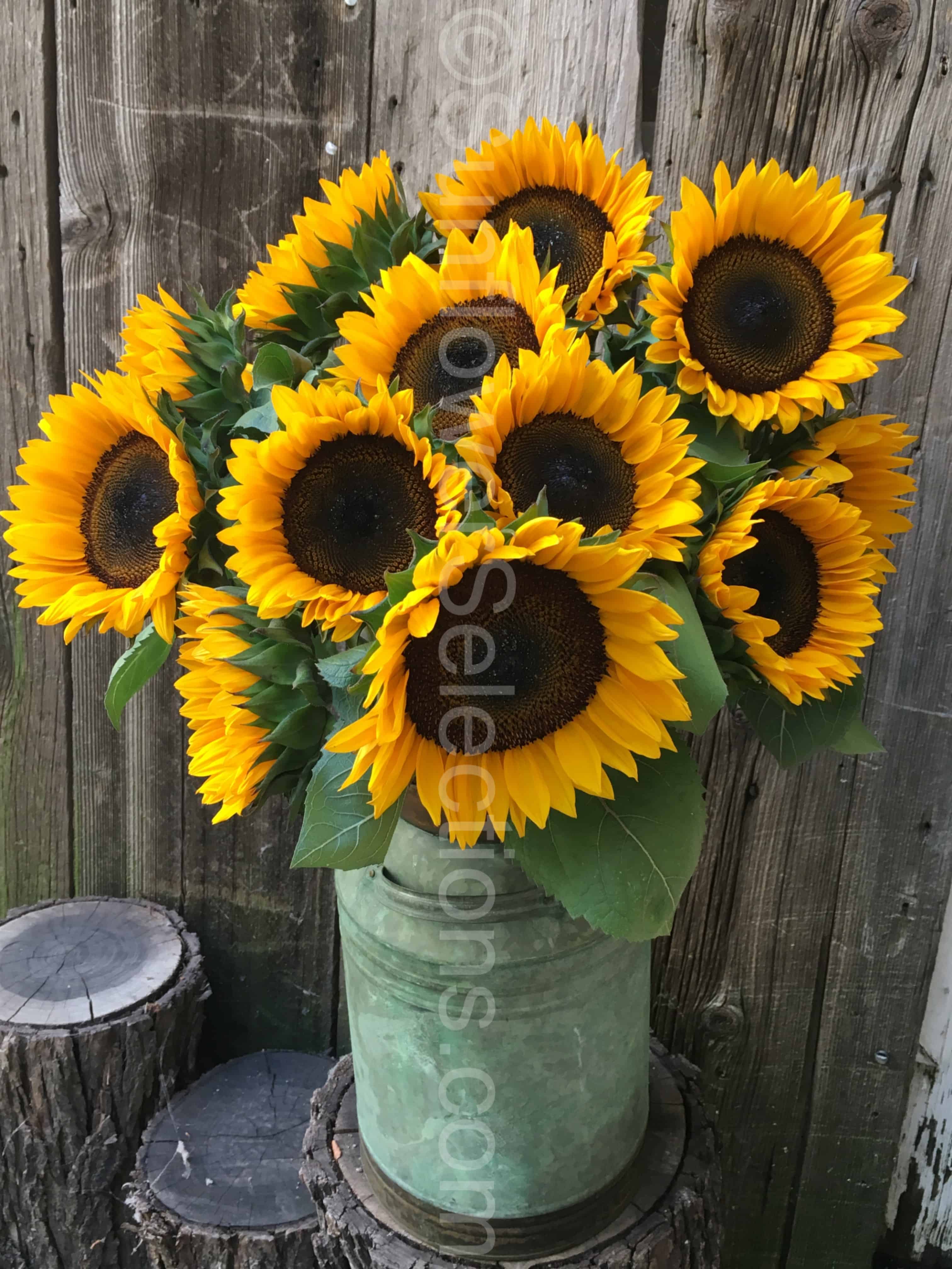 Grow Sunflowers - ProCut, garden ornamentals - Sunflowerselections.com