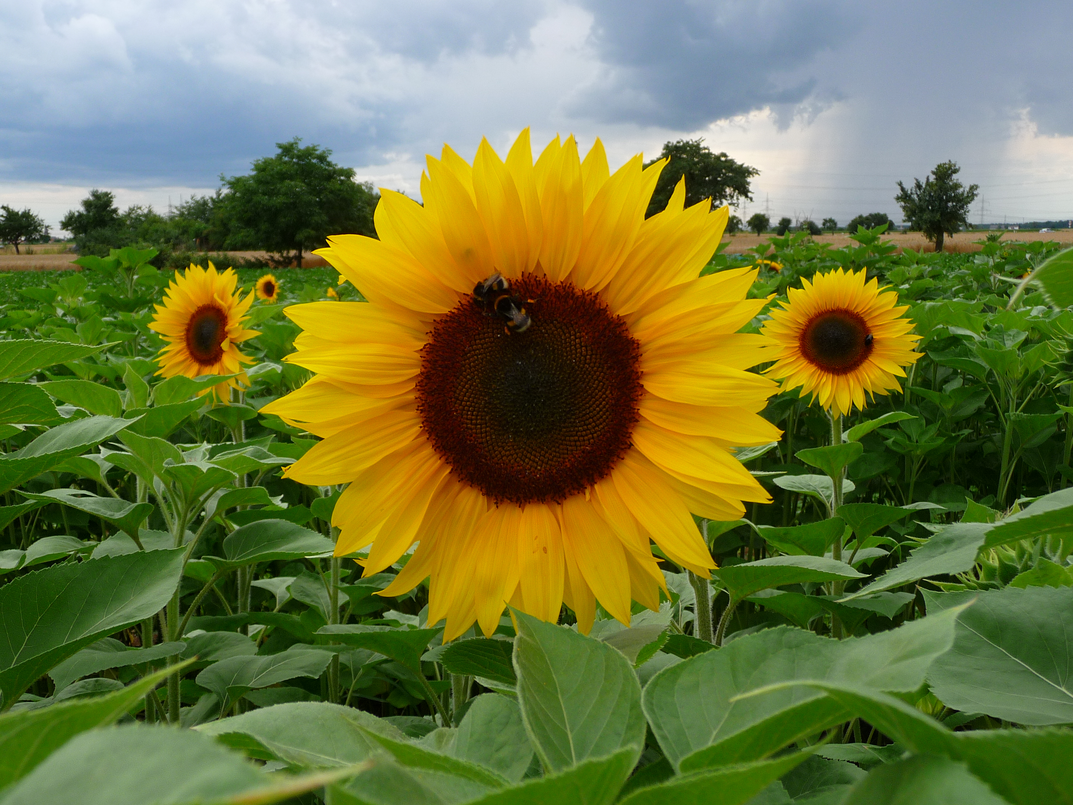 Cultivated Sunflowers and Their Wild Relatives – awkward botany
