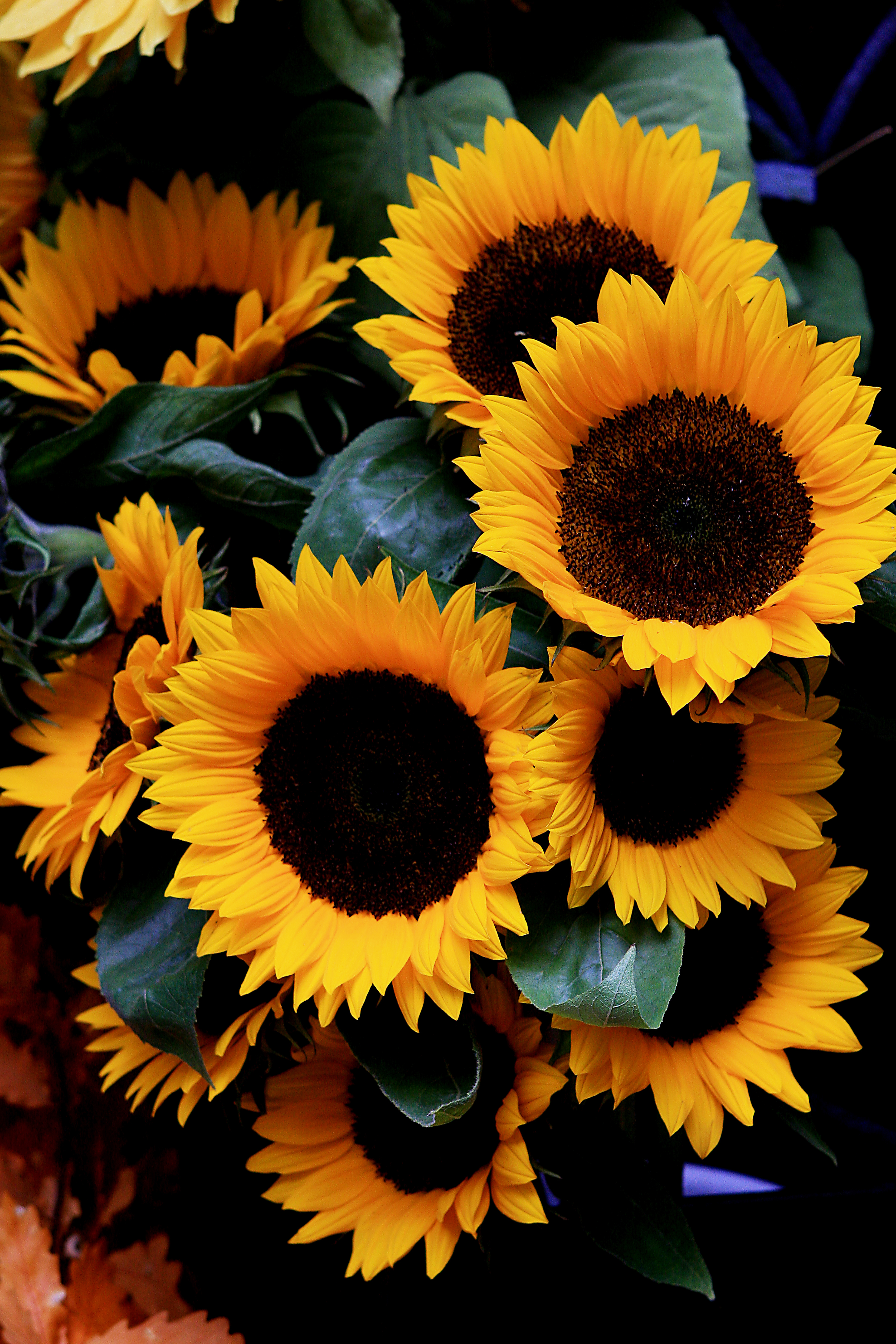Sunflowers | Loel Martin Photography