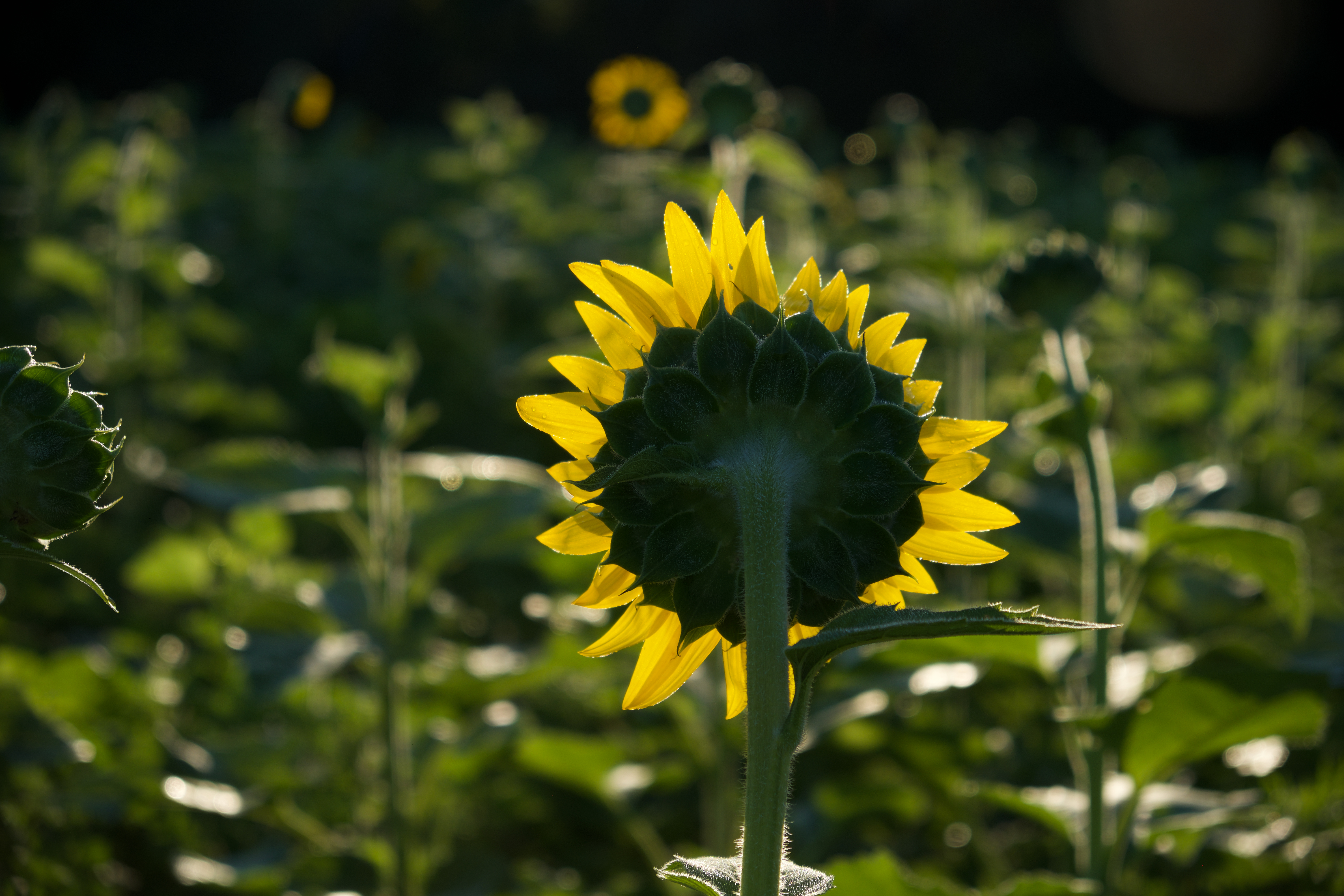 10 Photo Tips for Taking Sunflower Pics (PHOTOS) | Montgomery ...