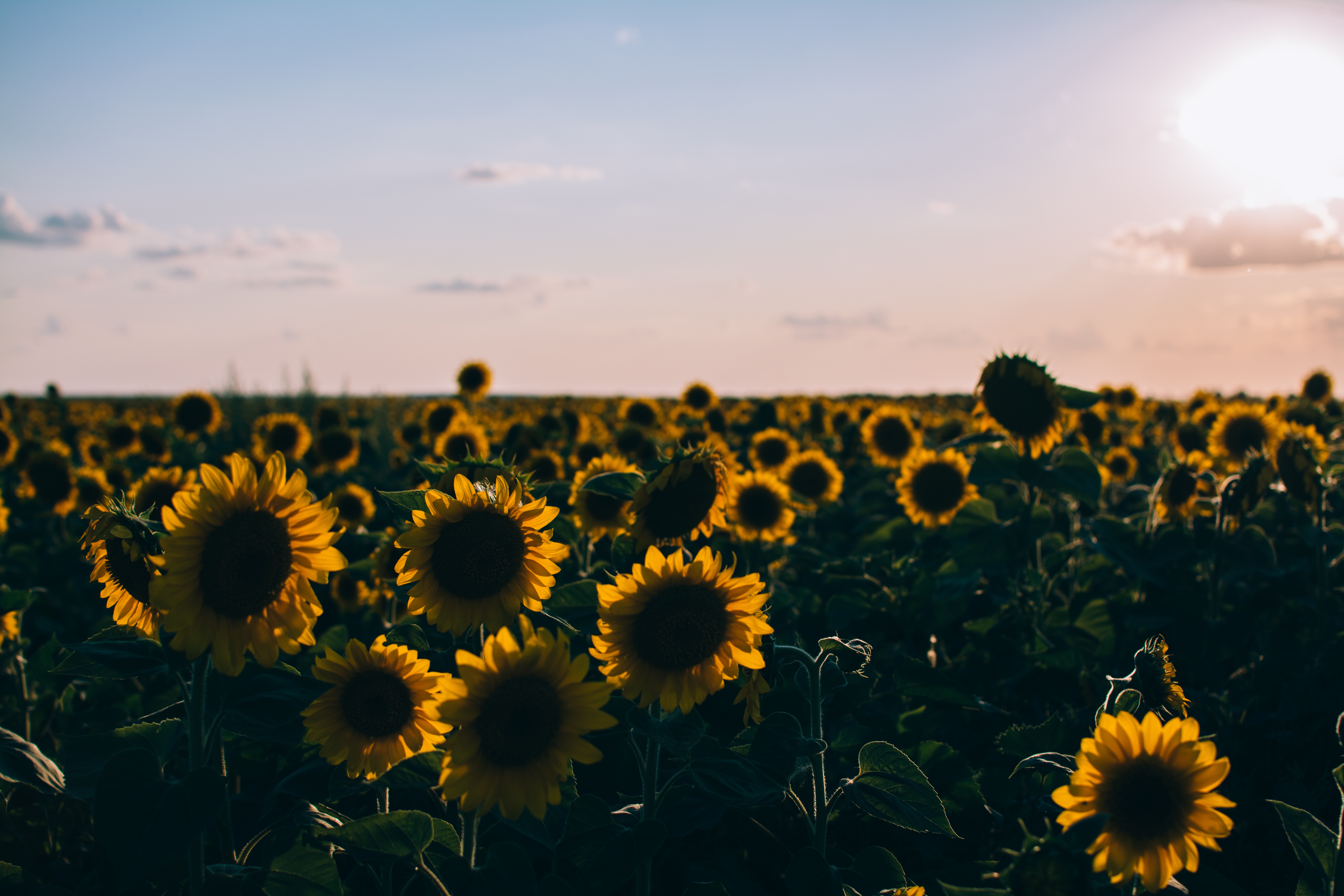 Picalls.com | Field of sunflowers by Rodion Kutsaev.