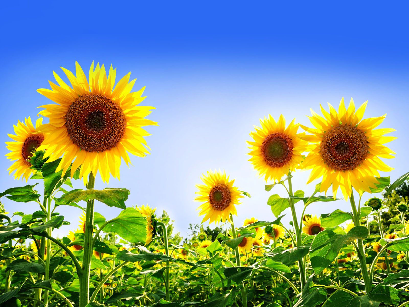Desktop Wallpapers: Sunflowers Desktop Wallpapers
