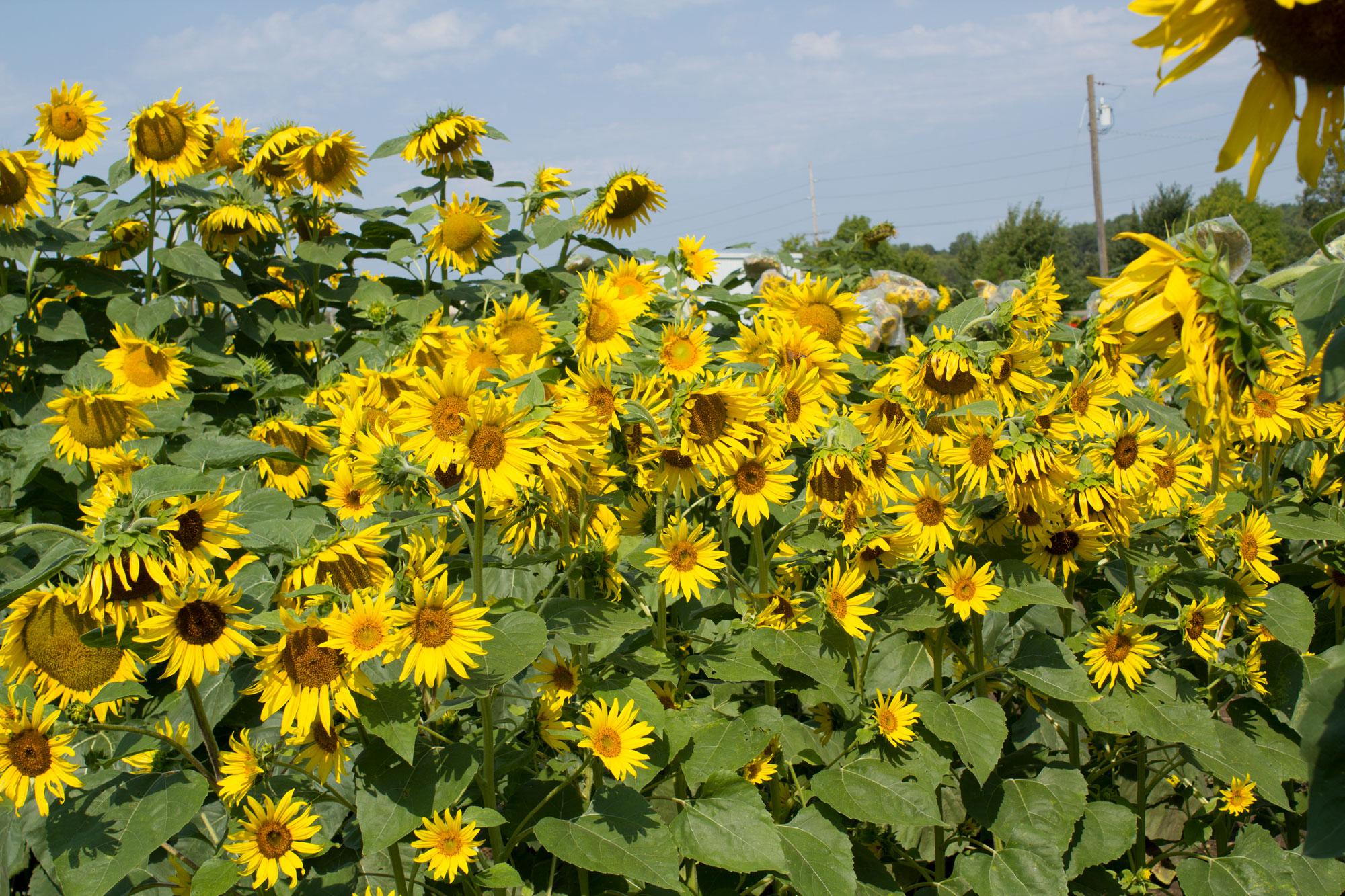 Genetic Advances Hold New Promise For Sunflowers' Profitable Future ...