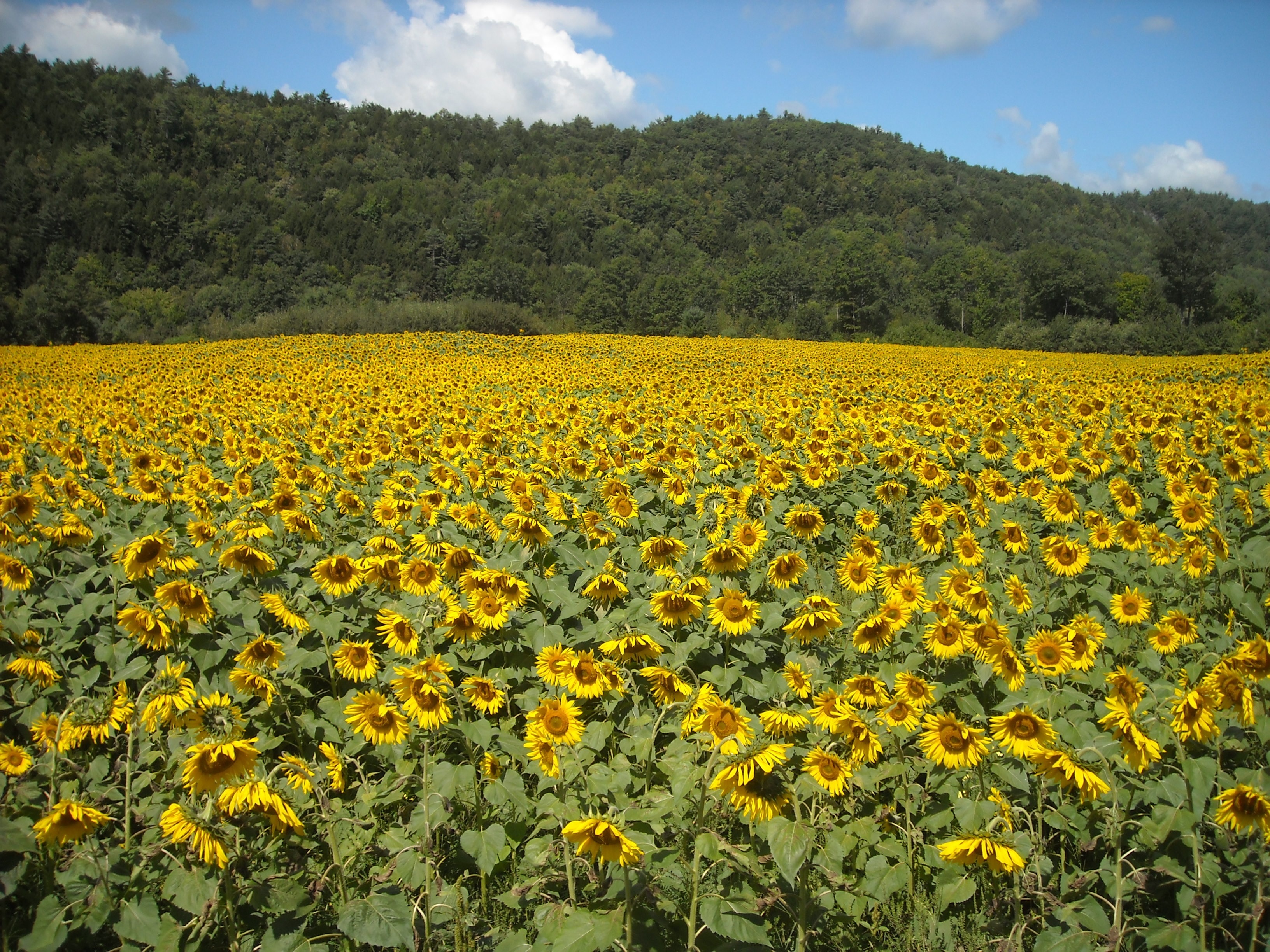Vermont sunflowers to help provide biodiesel fuel