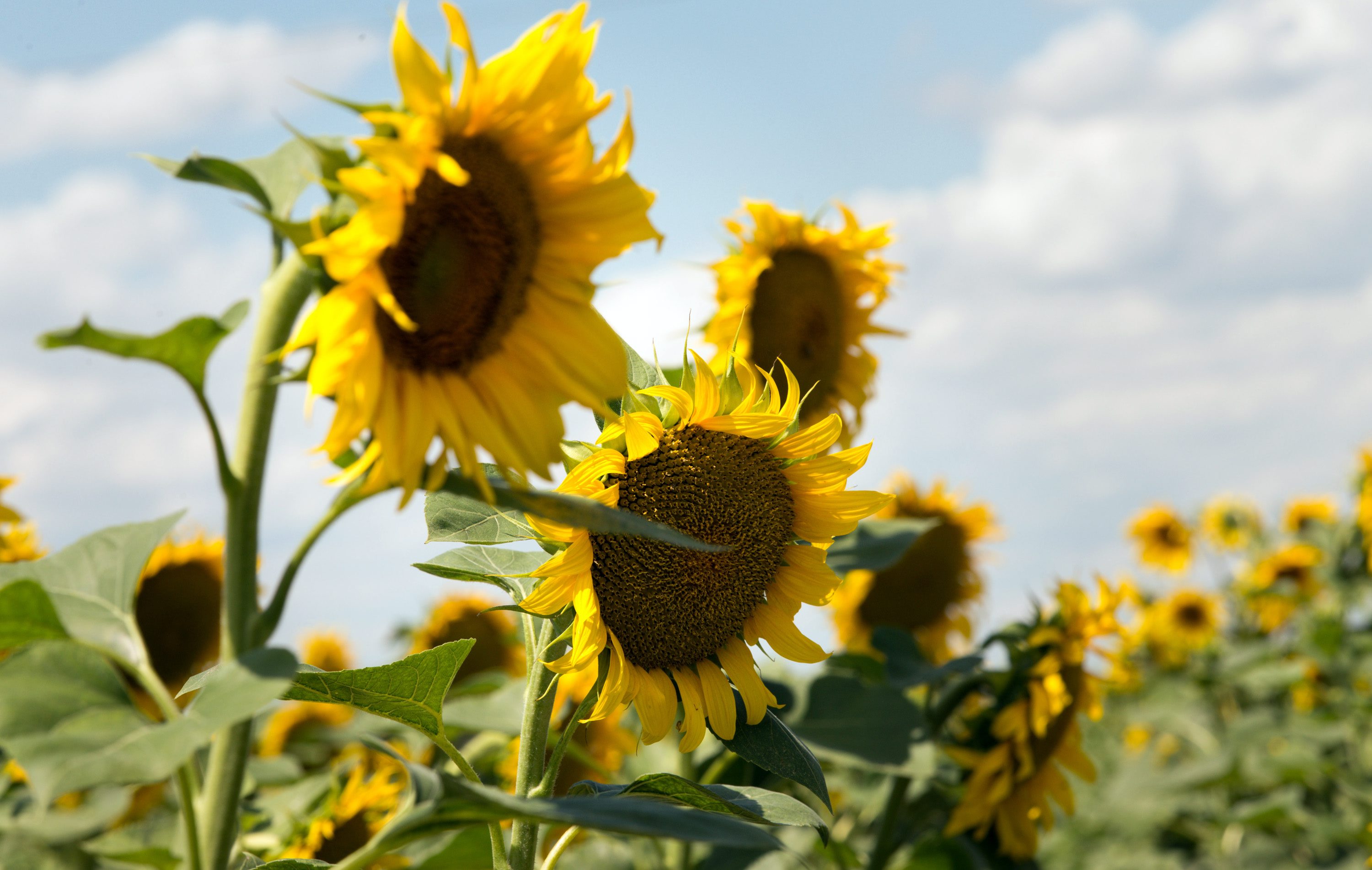 Find Peace in the Croatian Sunflower Fields | Croatia Times