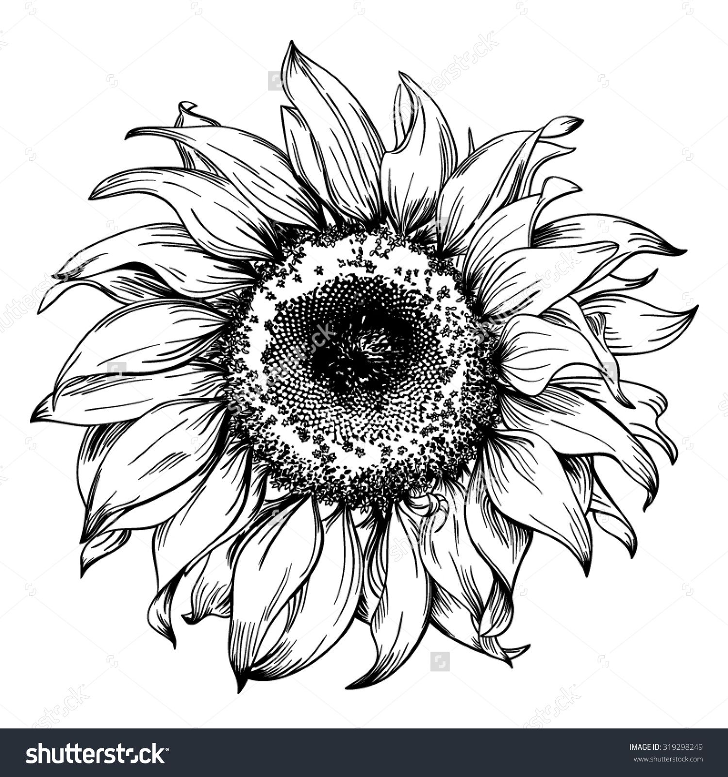 Hand Drawn Realistic Vintage Sunflower Pen And Ink Drawing On ...