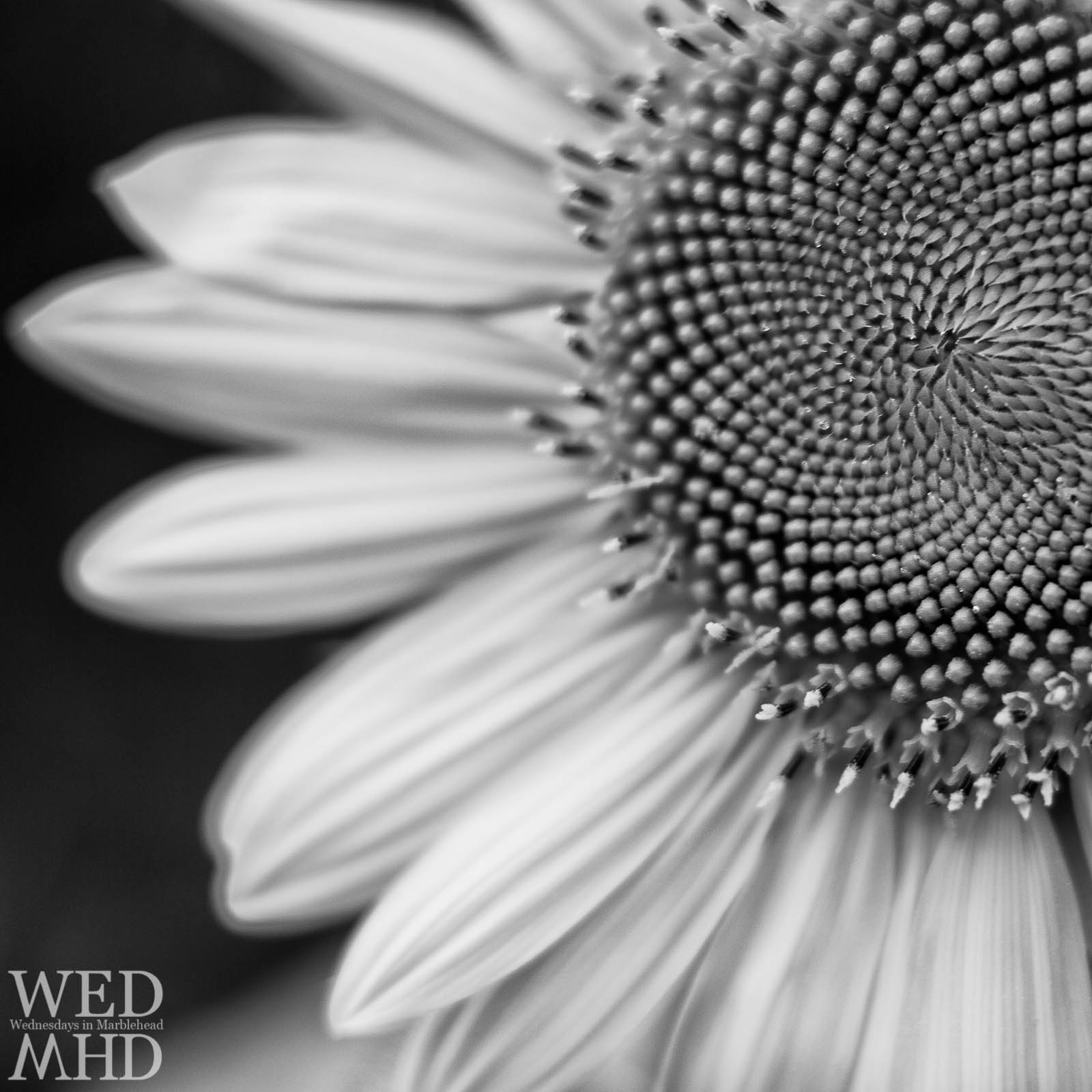 Sunflowers in Black and White - Marblehead, MA