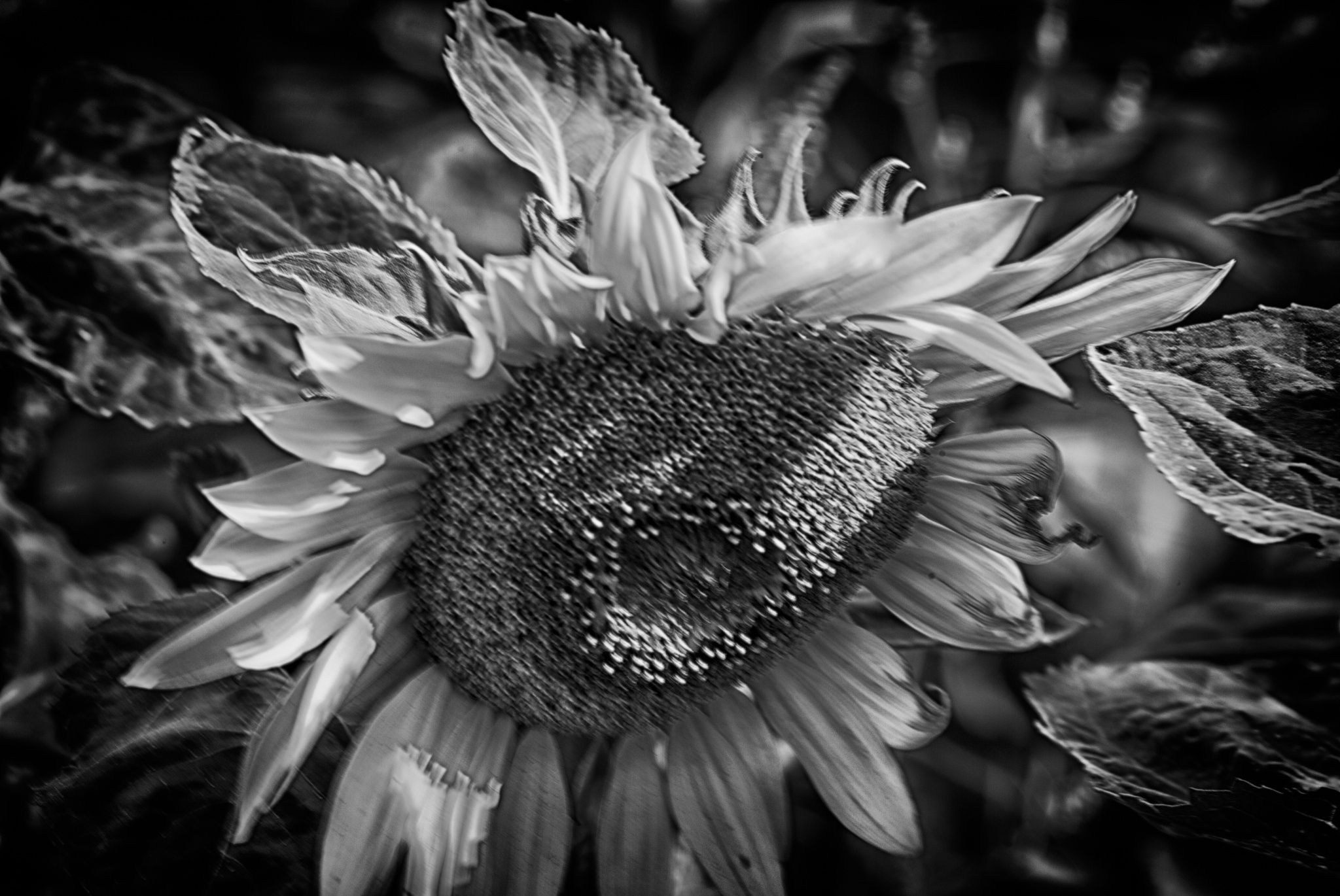 Sunflower B&W by declerckmarian / 500px | Monochrome | Pinterest ...