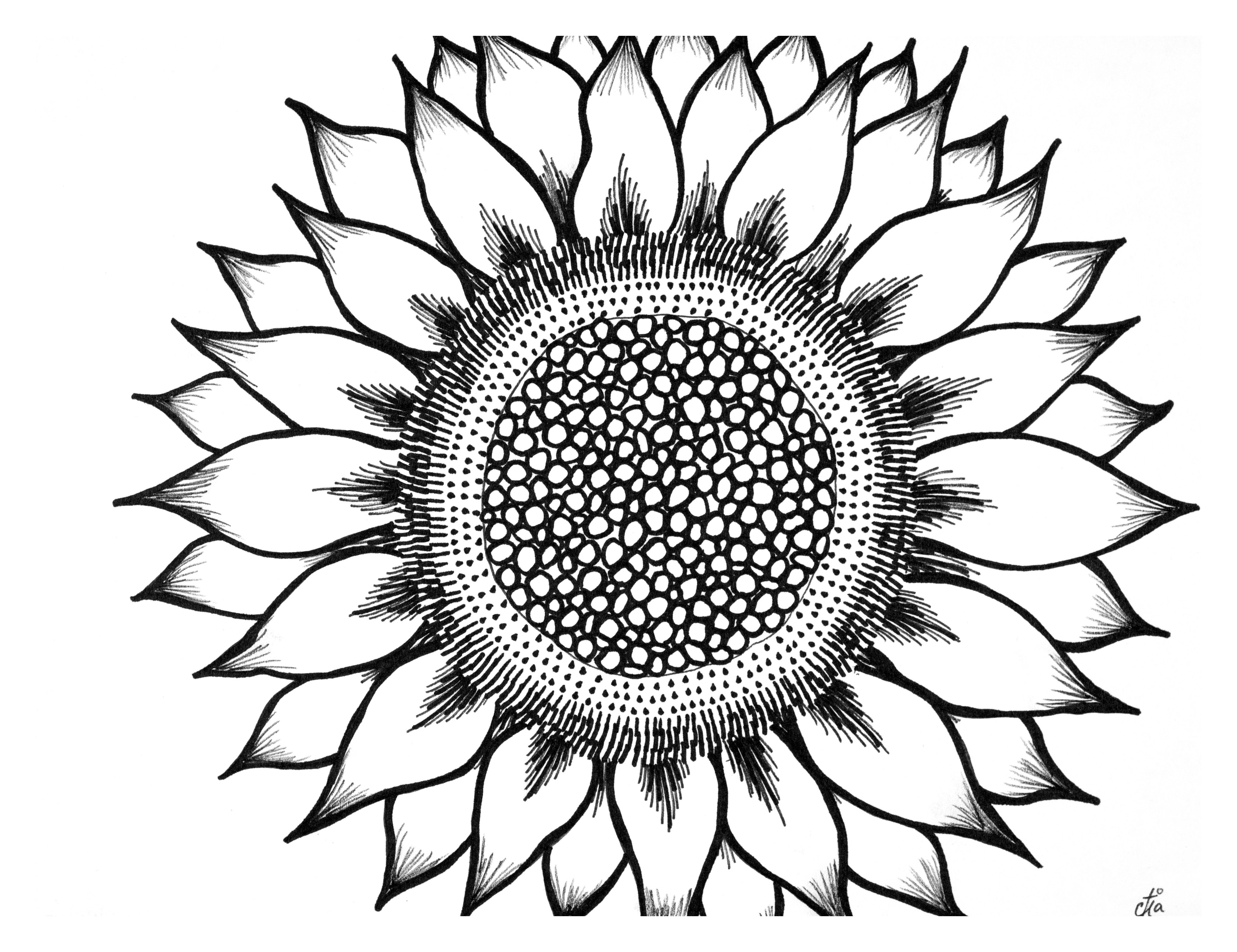Sunflower is part of a black and white series that celebrates the ...