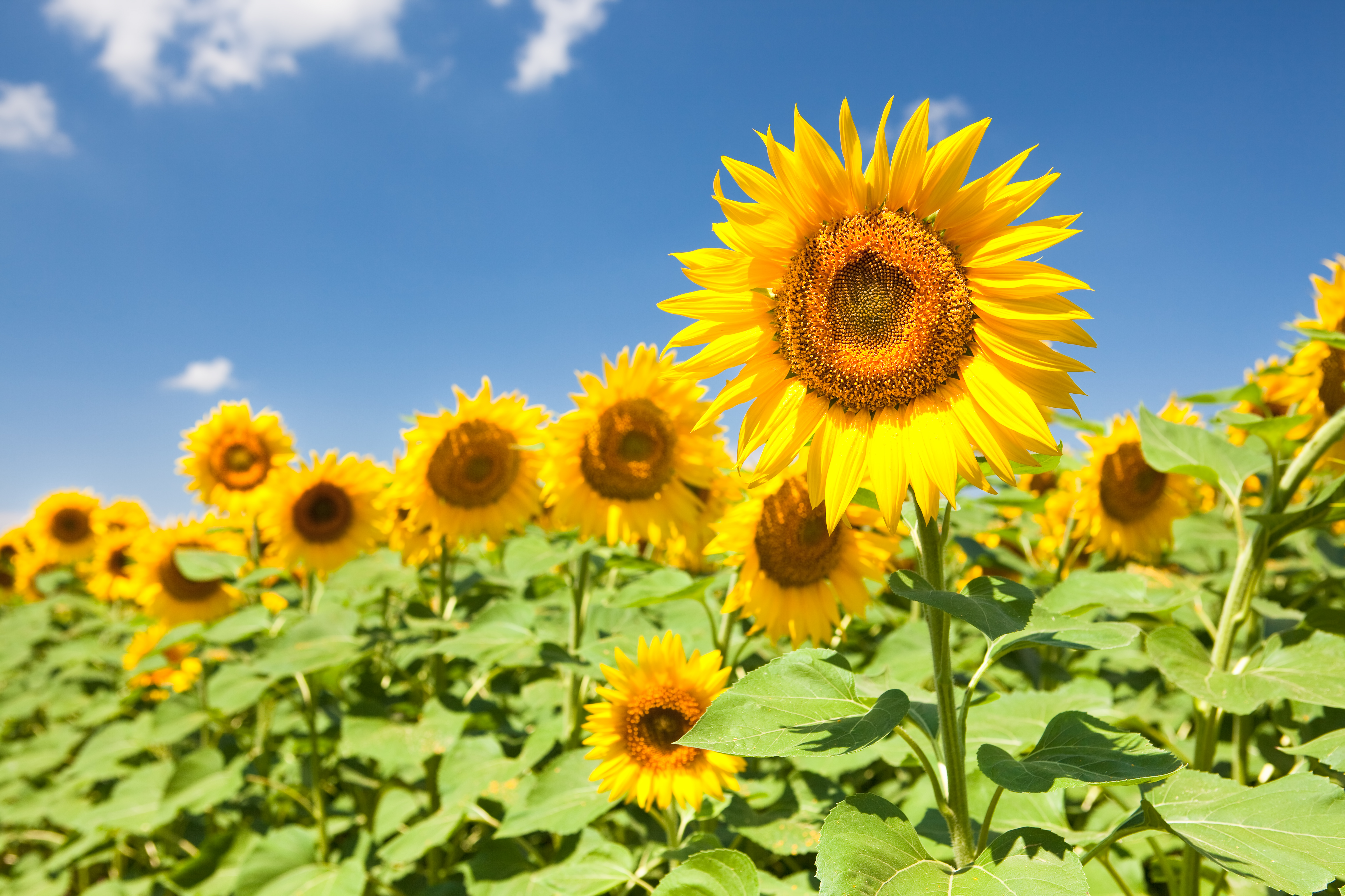 Sunflowers in the field photo