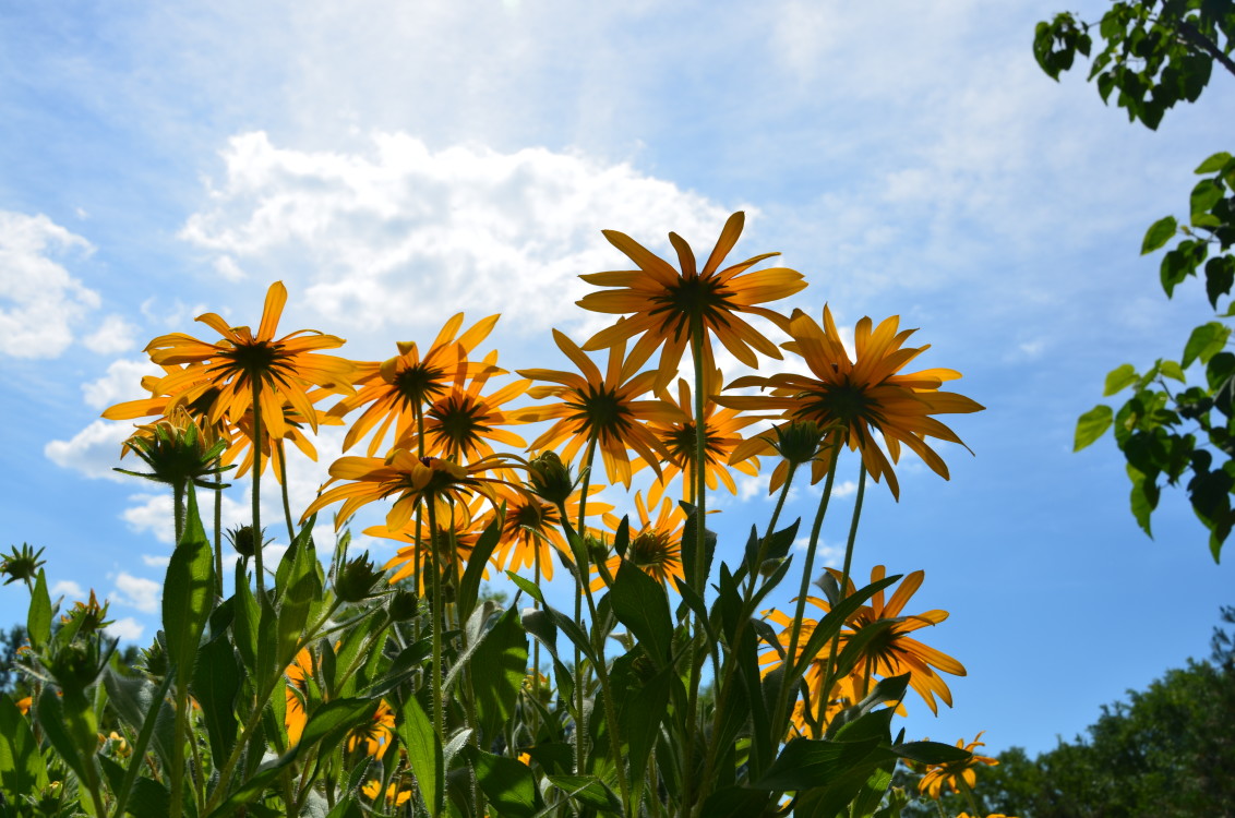 Sunflowers in the sun photo