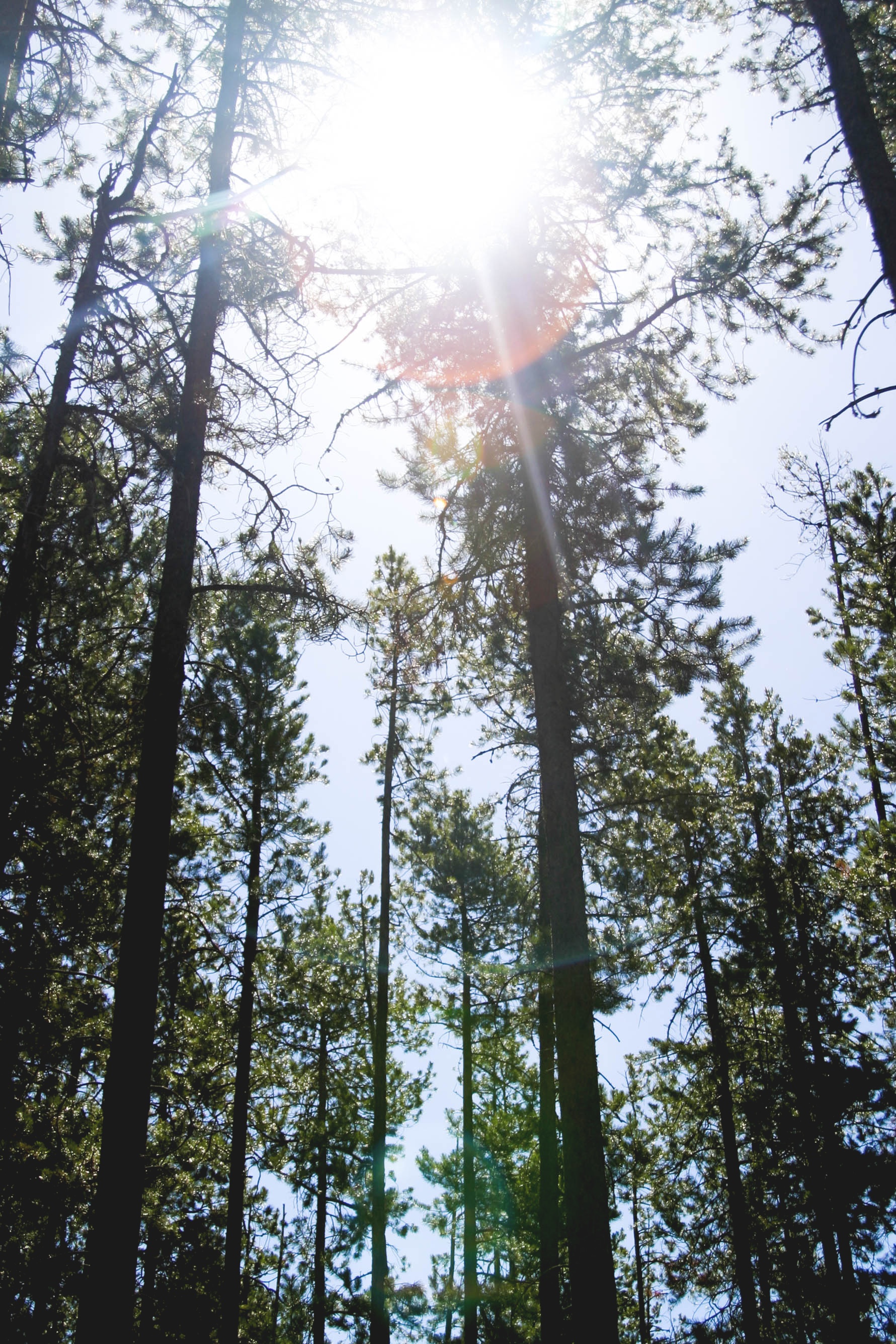 Sunlight, Forest, Green, Group, Jungle, HQ Photo