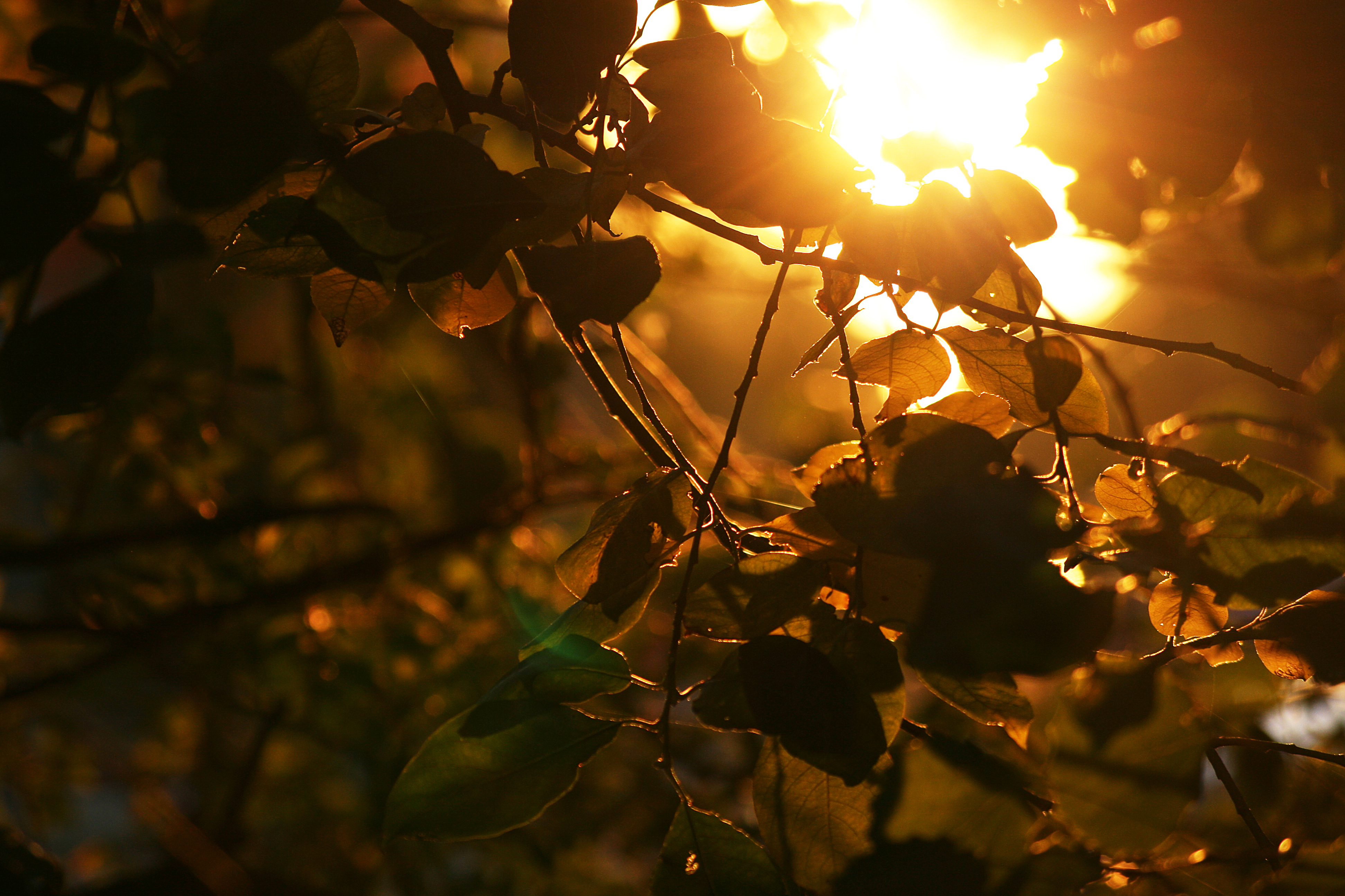 Sunlight, Branches, Bushes, Forest, Leafs, HQ Photo