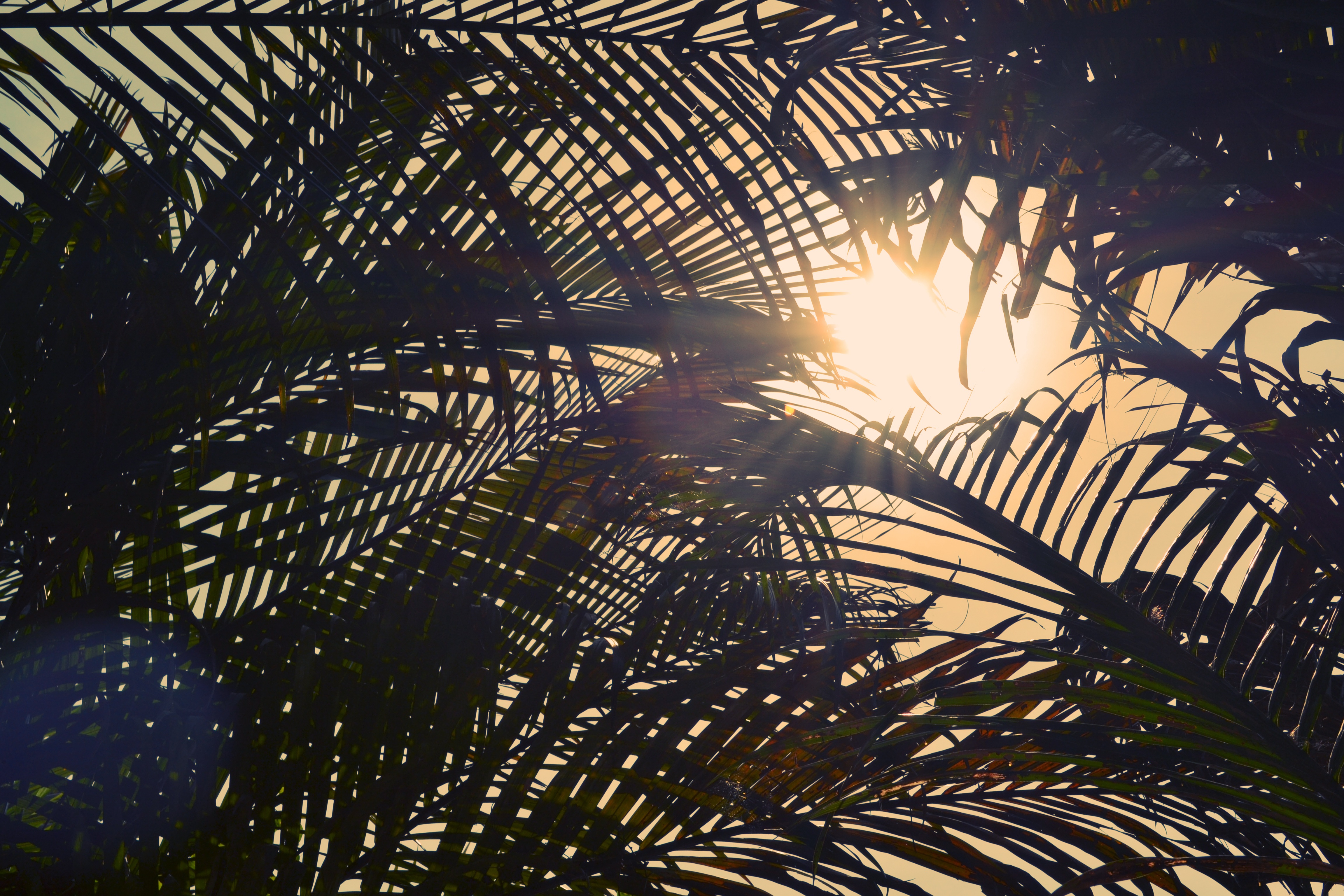 Sunlight, Light, Nature, Palm, Sky, HQ Photo