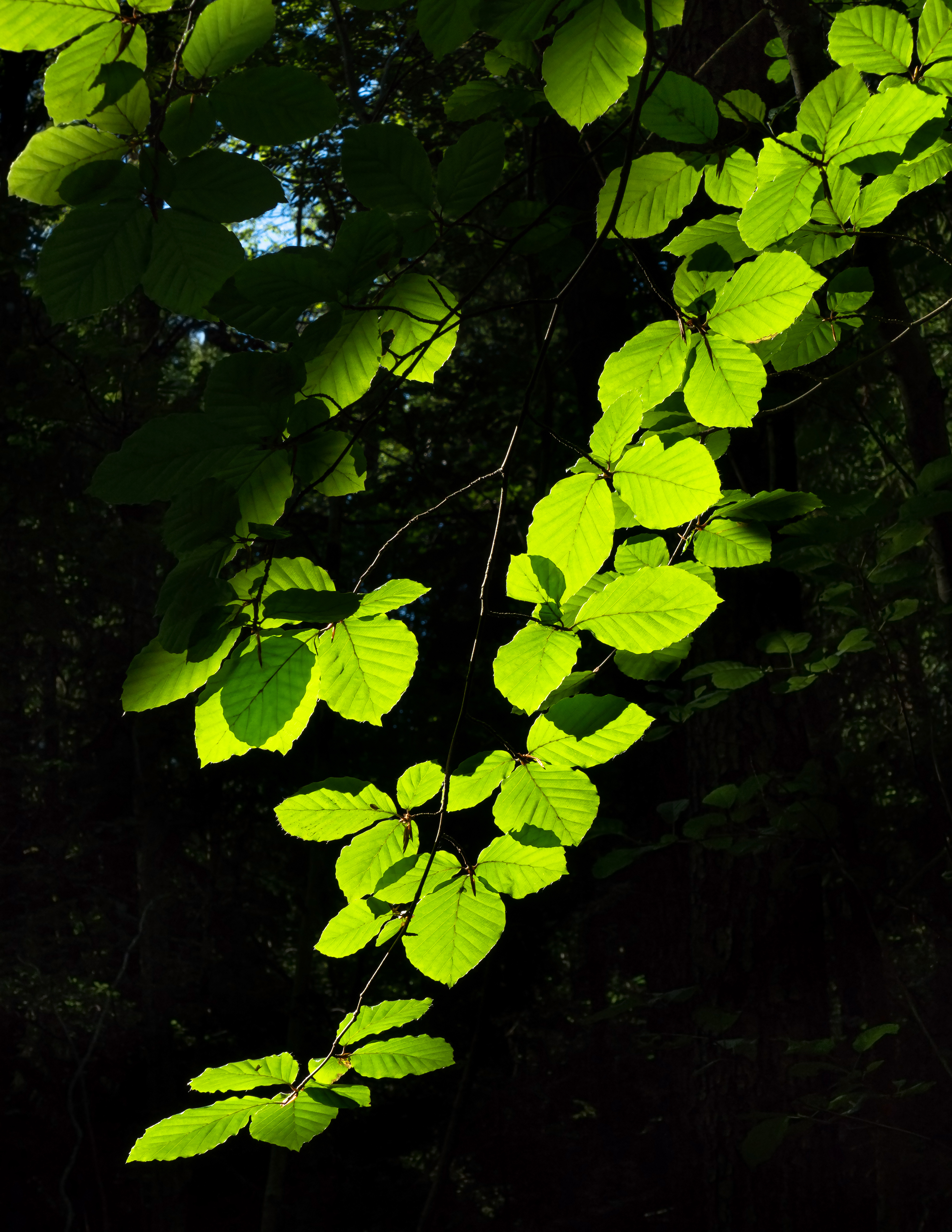 Sunlight on beech leaves in gullmarsskogen ravine 3 photo