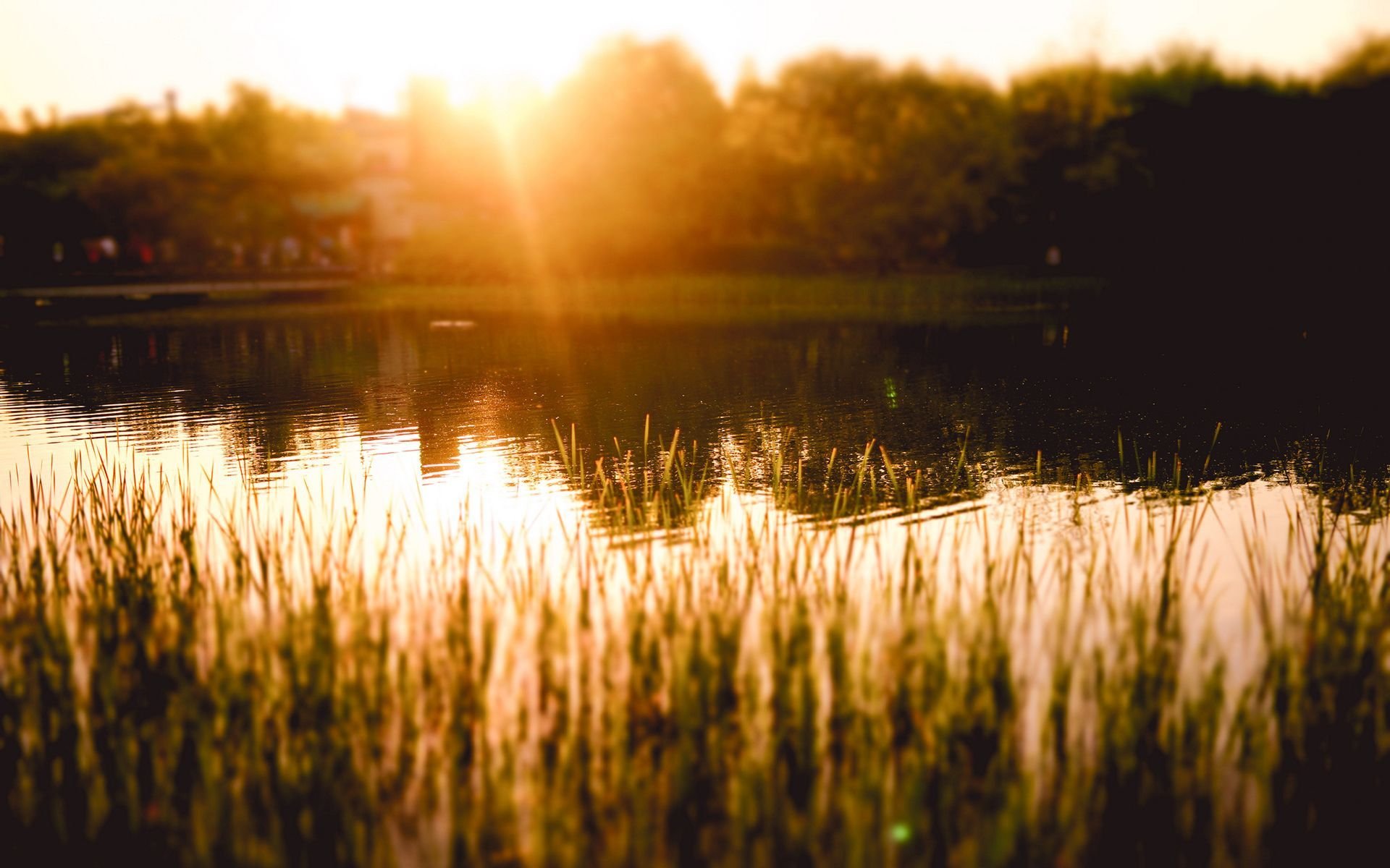 Sunlight on pond photo