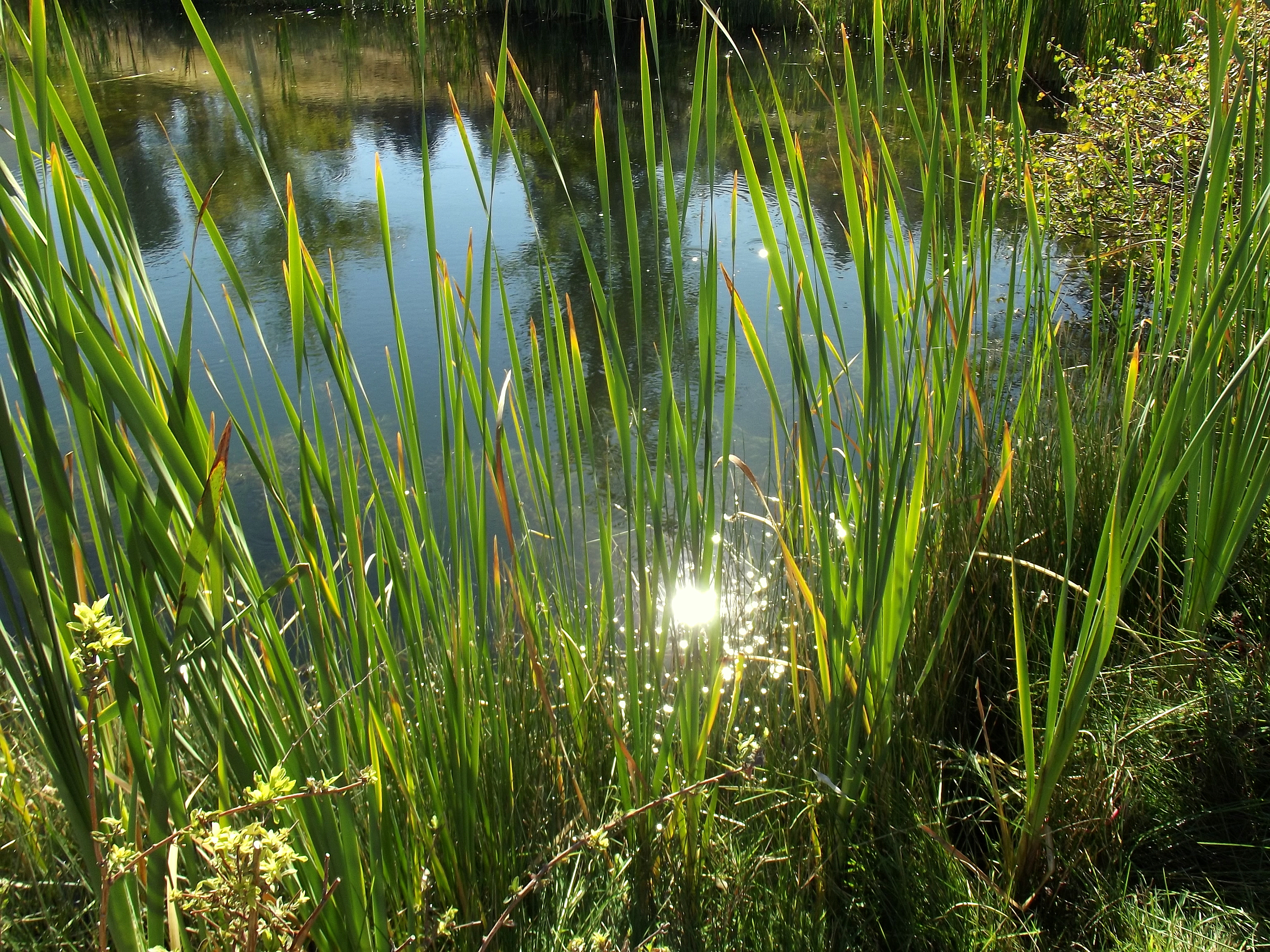 File:Pond, cattail grass, sunlight.JPG - Wikimedia Commons