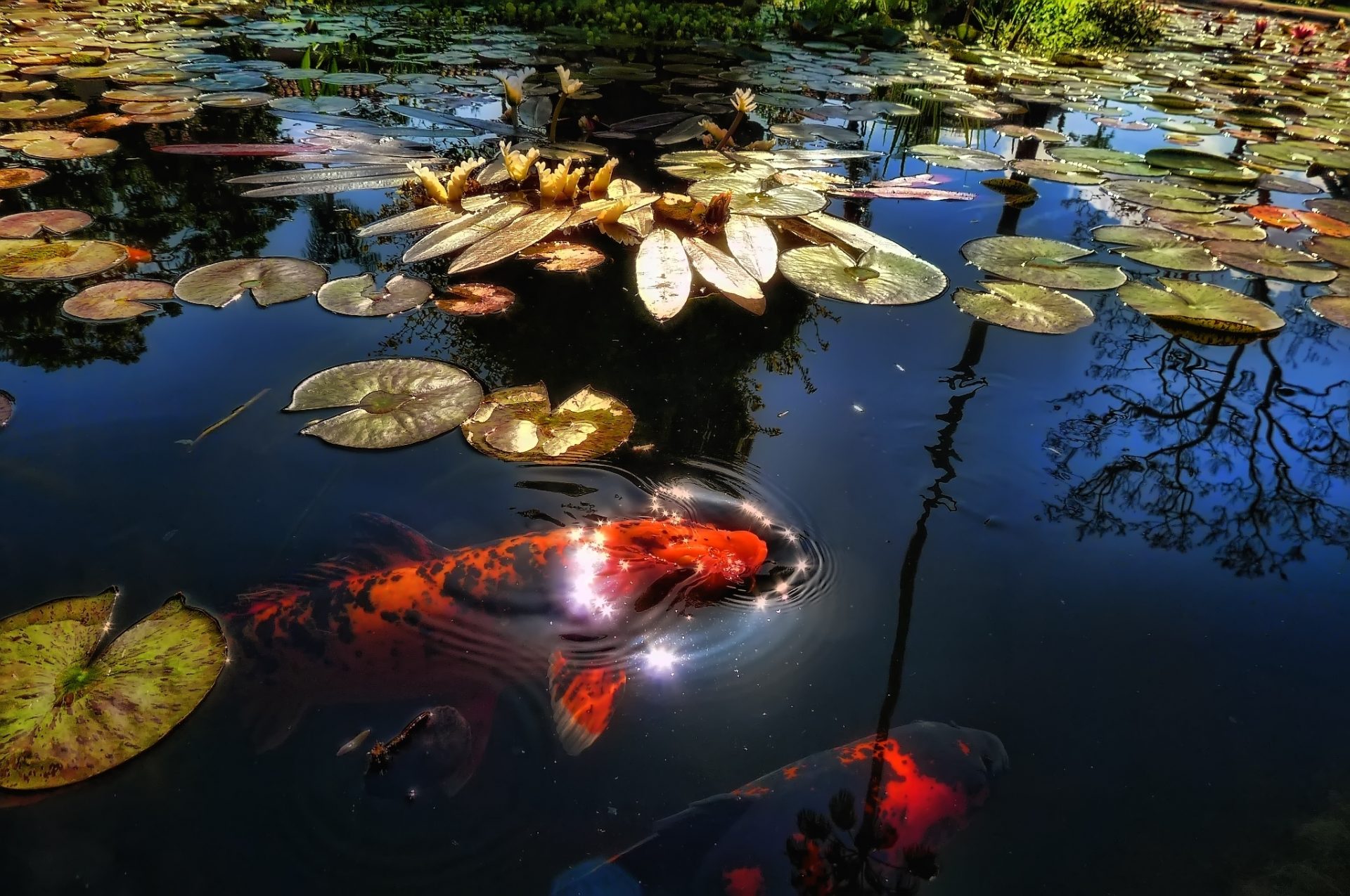 Download HD Photo Wallpaper Fish Lake Pond Sunlight Leaf Lily ...
