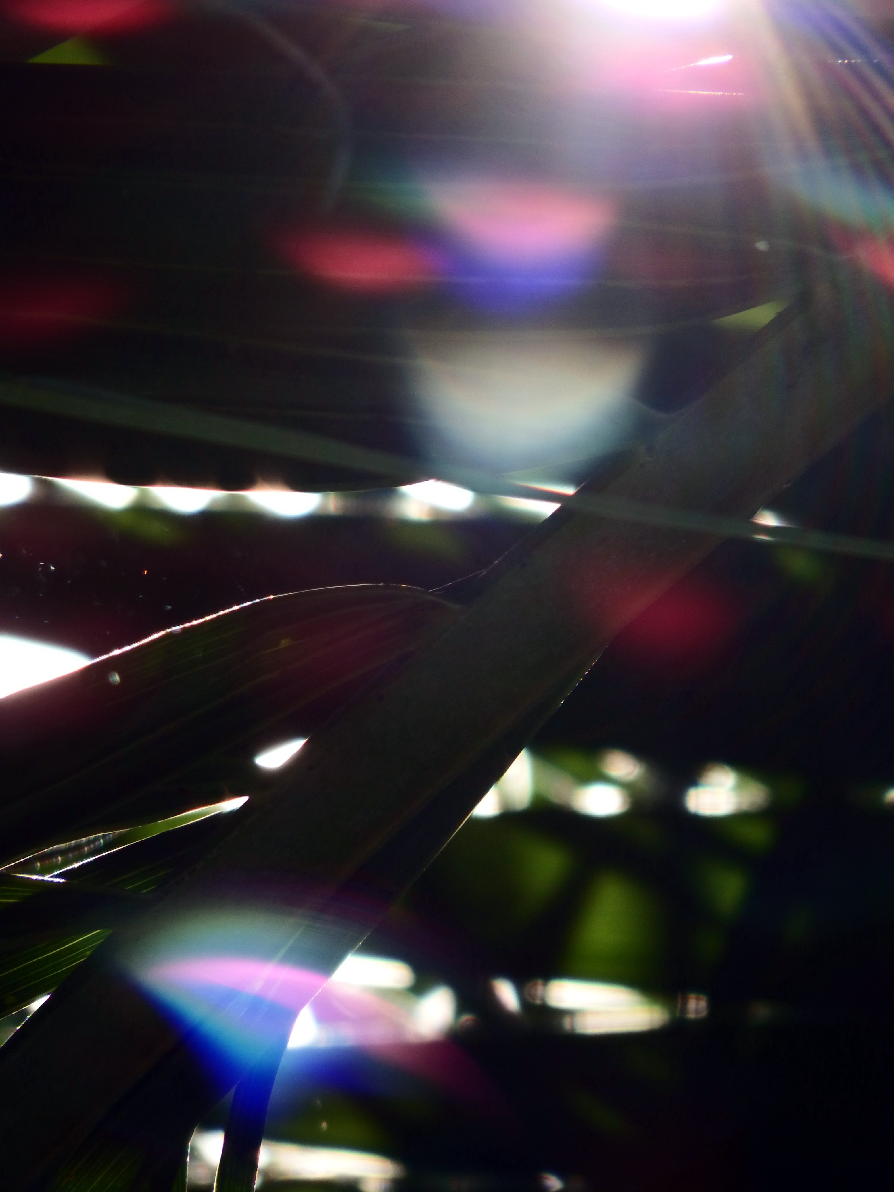 Sunlight shining through the tropical forest photo