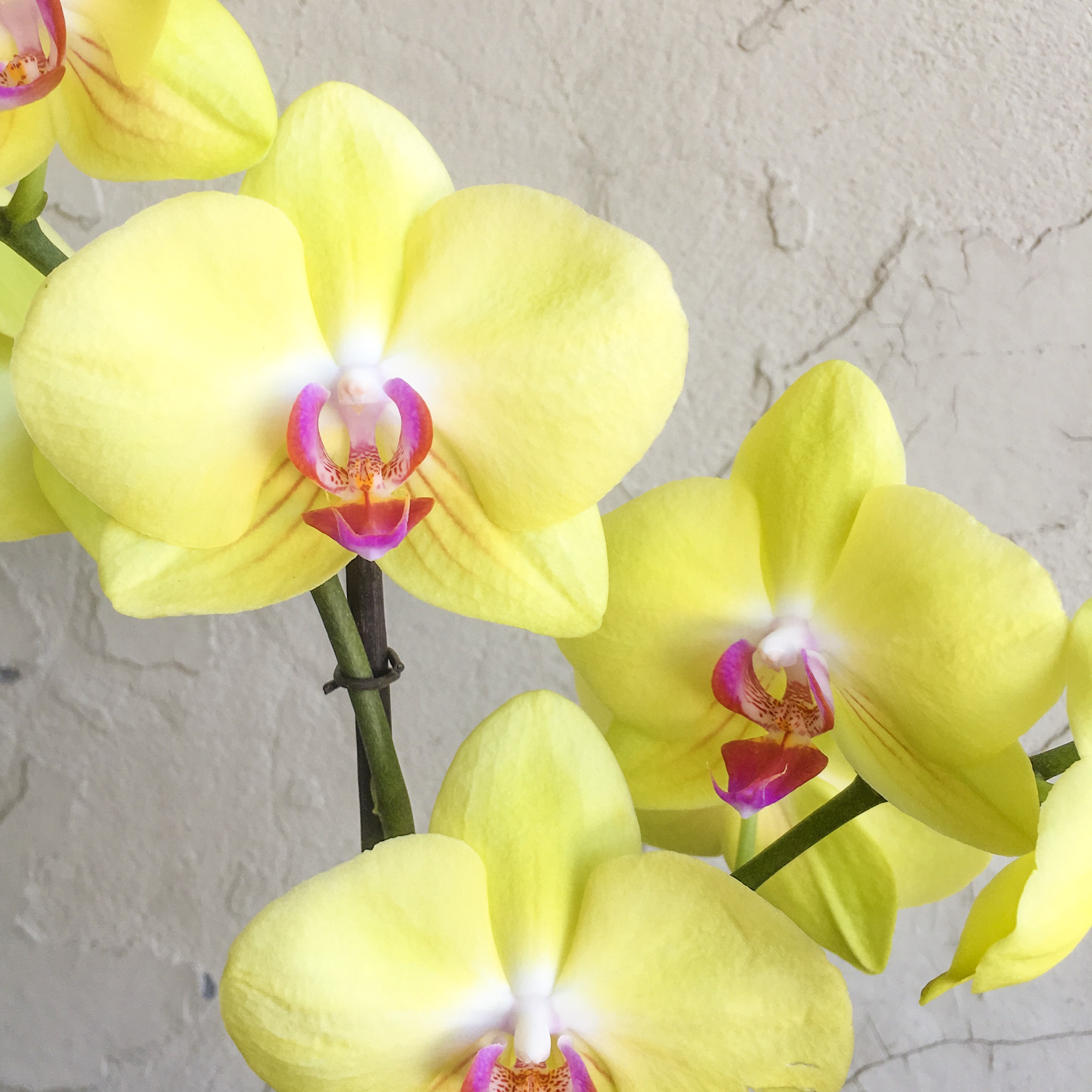 Sunny Yellow Phalaenopsis Orchid in Ceramic – Urban Jungle