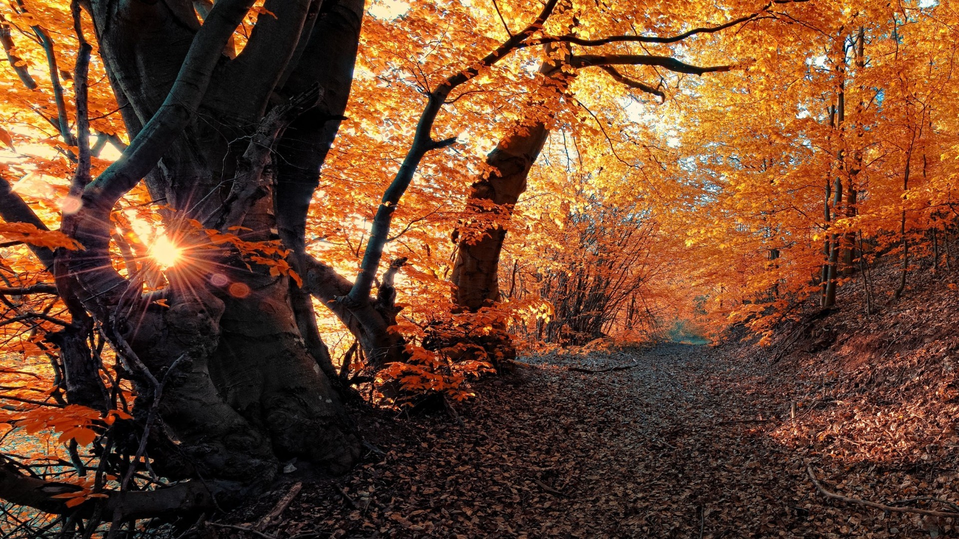 Path Sunshine Forest Nature Leaves Fantastic Sunny Landscapes Autumn ...