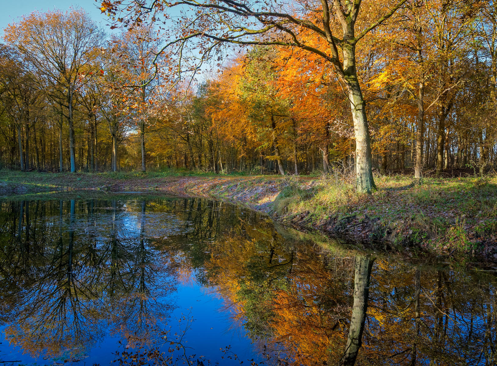 forest pond on sunny autumn morning | Stan Schaap PHOTOGRAPHY