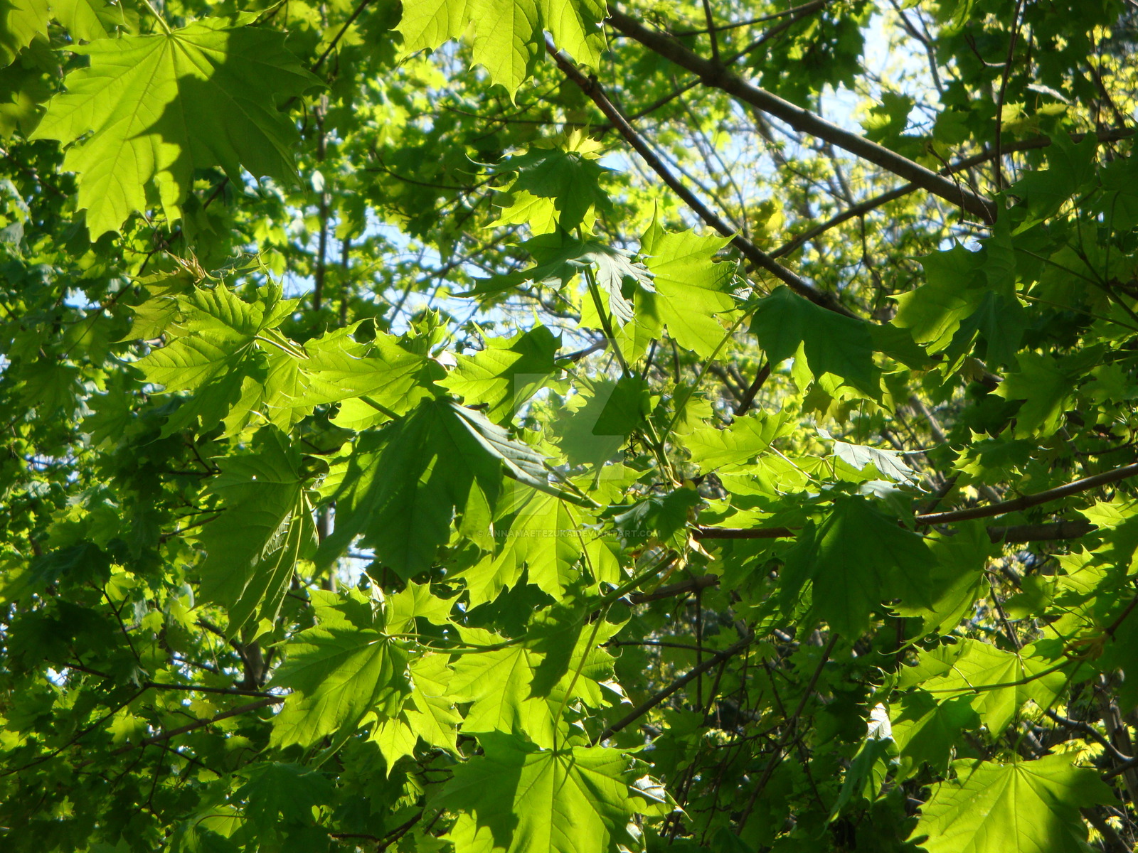 More Stunningly Original Green Sunny Leaves by AnnamaeTezuka on ...