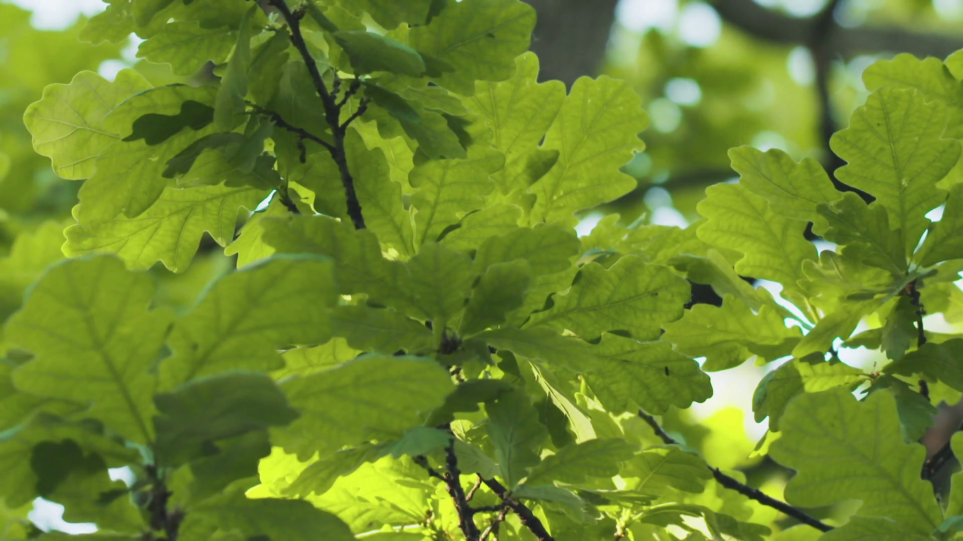 large oak tree from below with green leaves in sunny day Stock Video ...