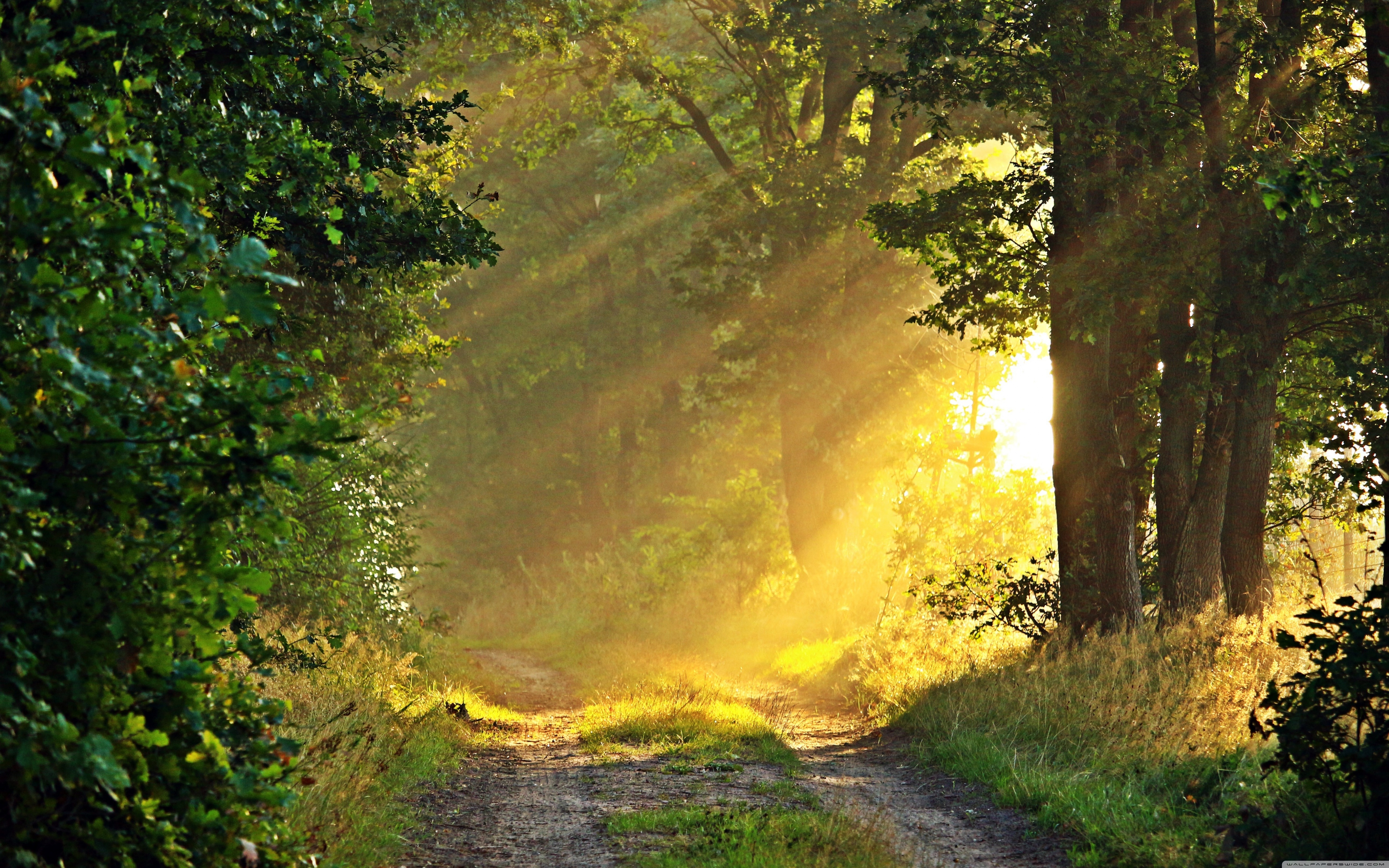 Sunny Morning, Forest Path ❤ 4K HD Desktop Wallpaper for • Wide ...