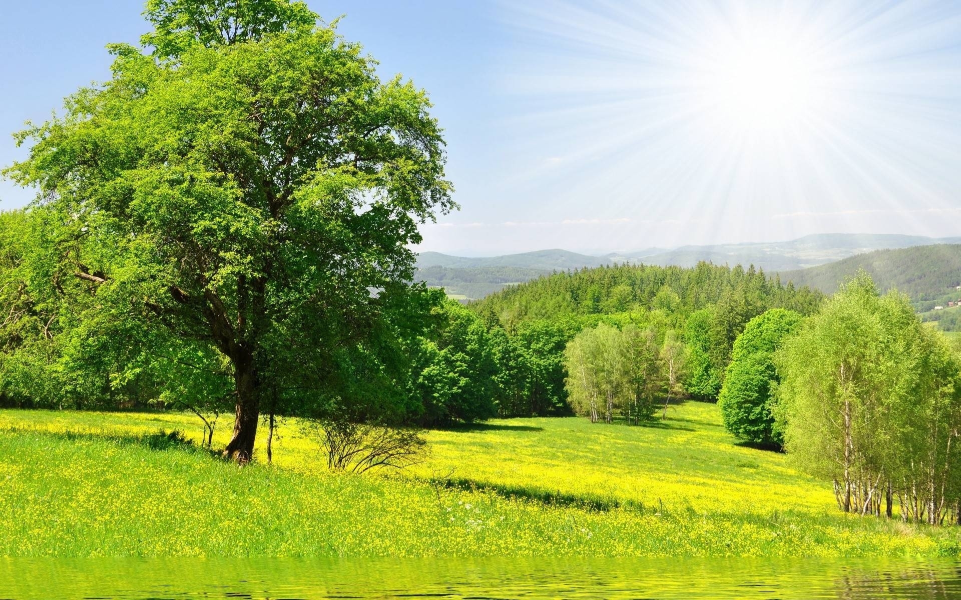 Green Trees Lake Meadow Sunny wallpapers | Green Trees Lake Meadow ...