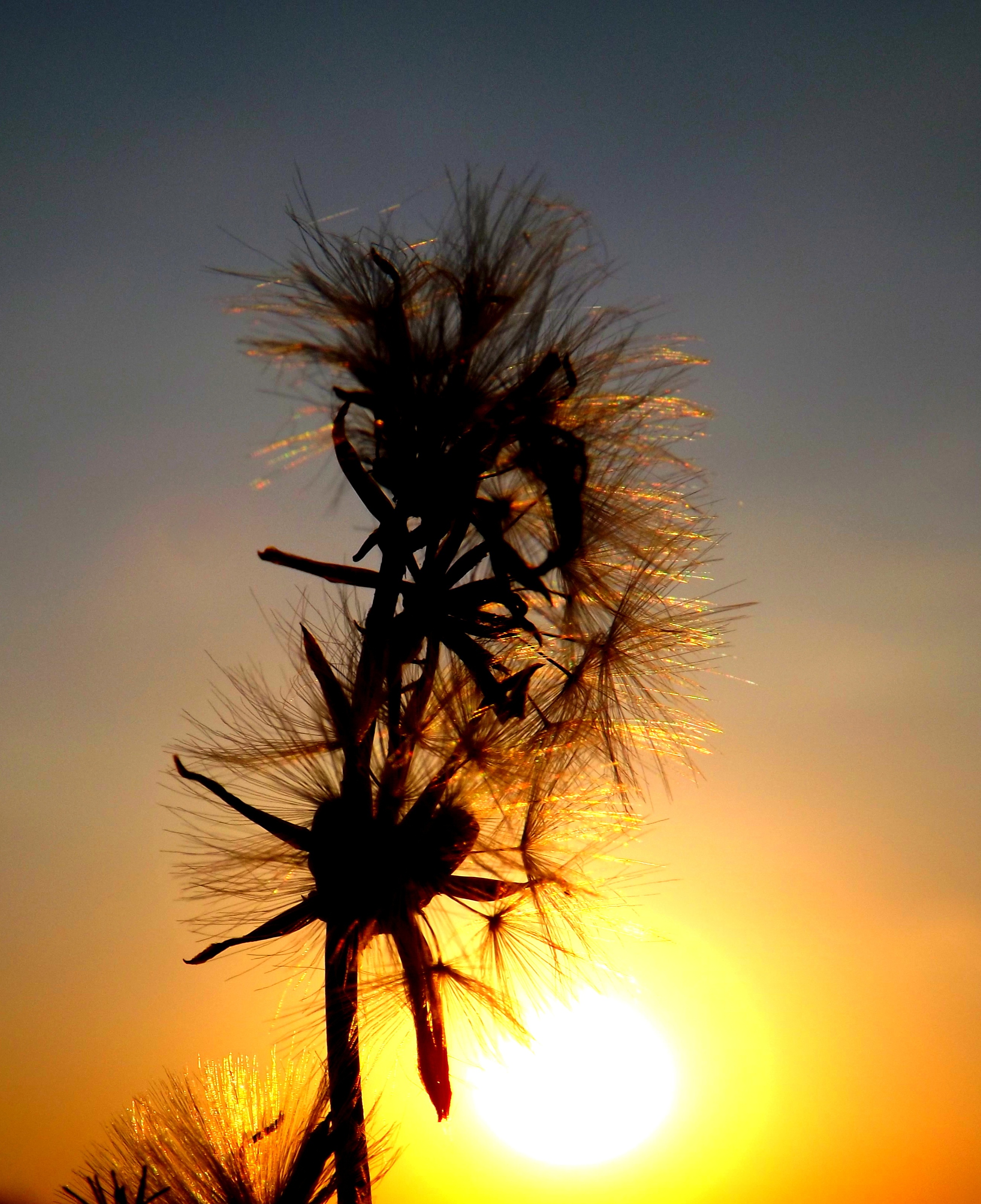 Free photo: Sunset - Nature, Orange, Plants - Free Download - Jooinn