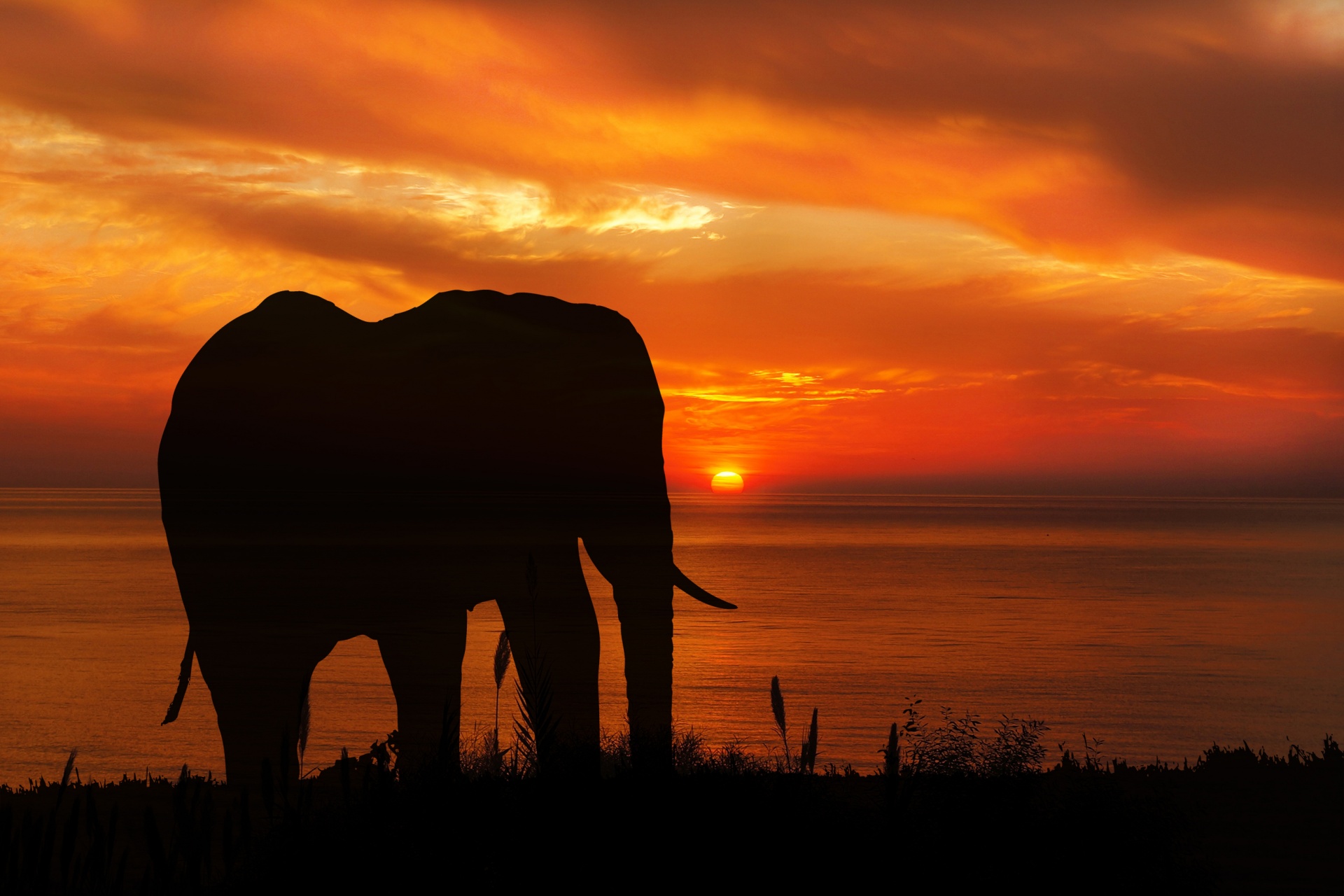 Elephant Sunset Silhouette Free Stock Photo - Public Domain Pictures