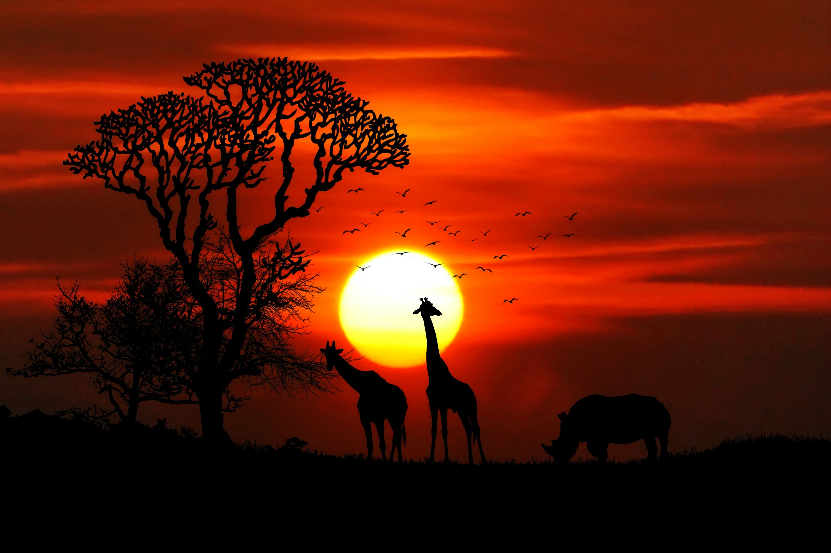 Wallpaper Sunset, Giraffe, Rhinoceros, Silhouette, HD, Animals, #10312