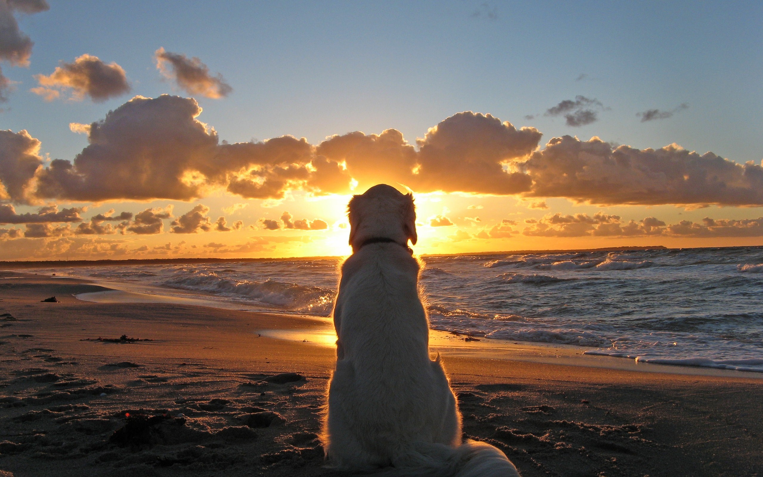 Download Dog Looking Sunset at Beach Fb Cover Facebook Cover - FB ...