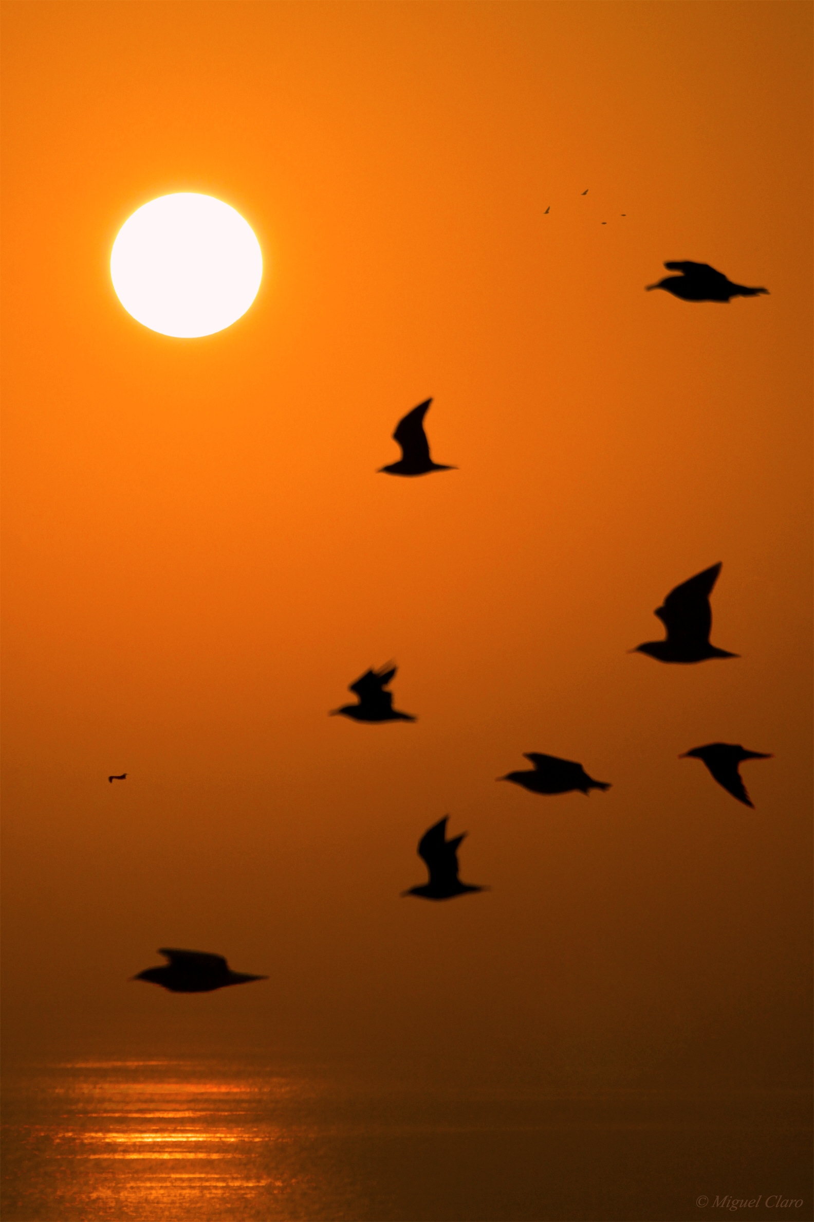 The Sunset Birds @ Astrophotography by Miguel Claro | Official ...
