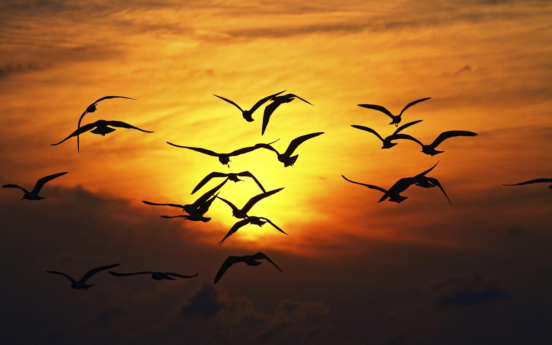 HD Birds flying in the sunset Wallpaper | Download Free - 149039