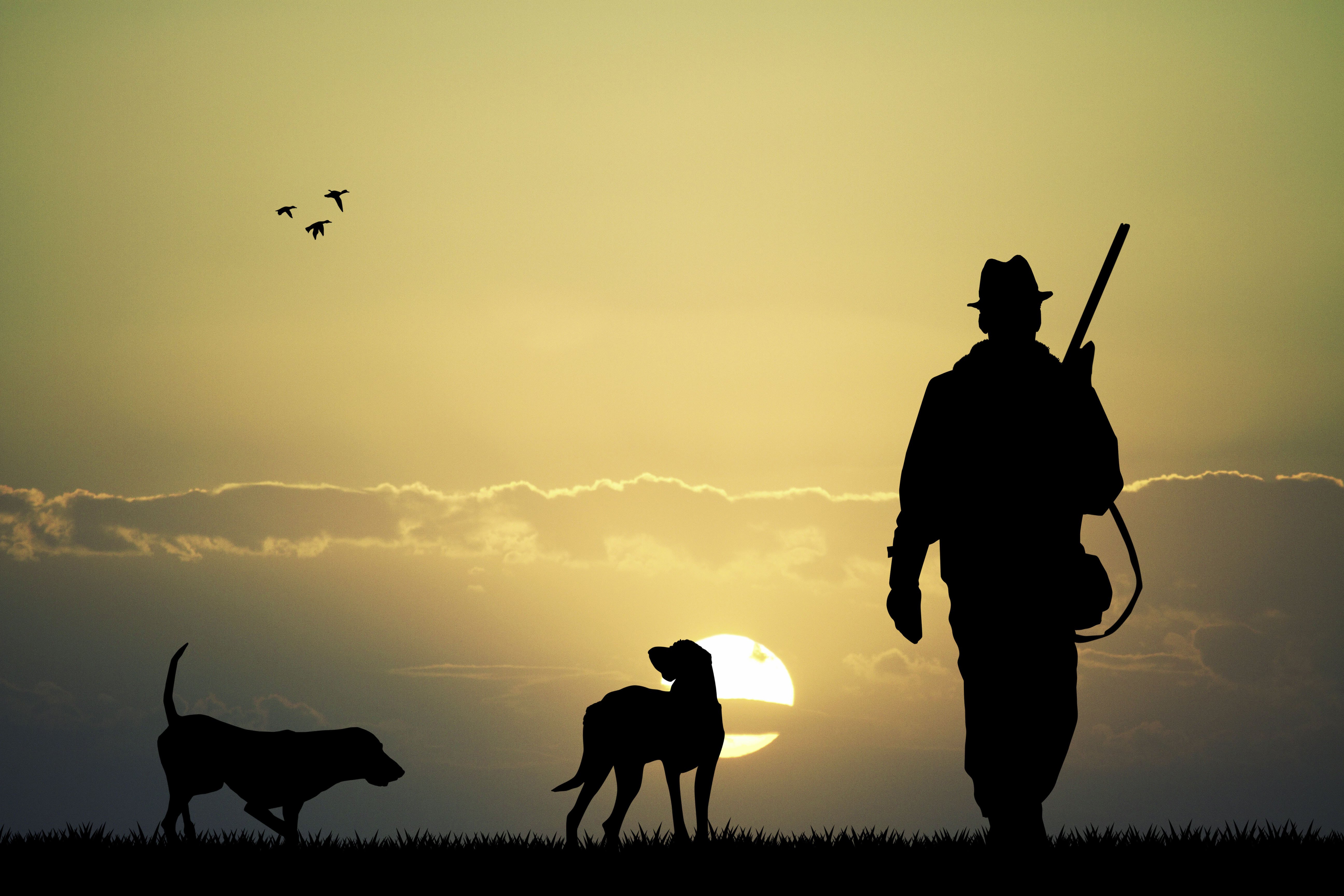 Hunter dogs sunset sky clouds nature landscapes hunting gun shoot ...
