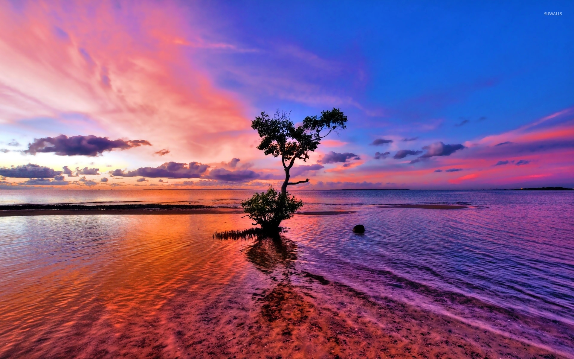 Beautiful sunset sky behind the lonesome tree on the beach wallpaper ...
