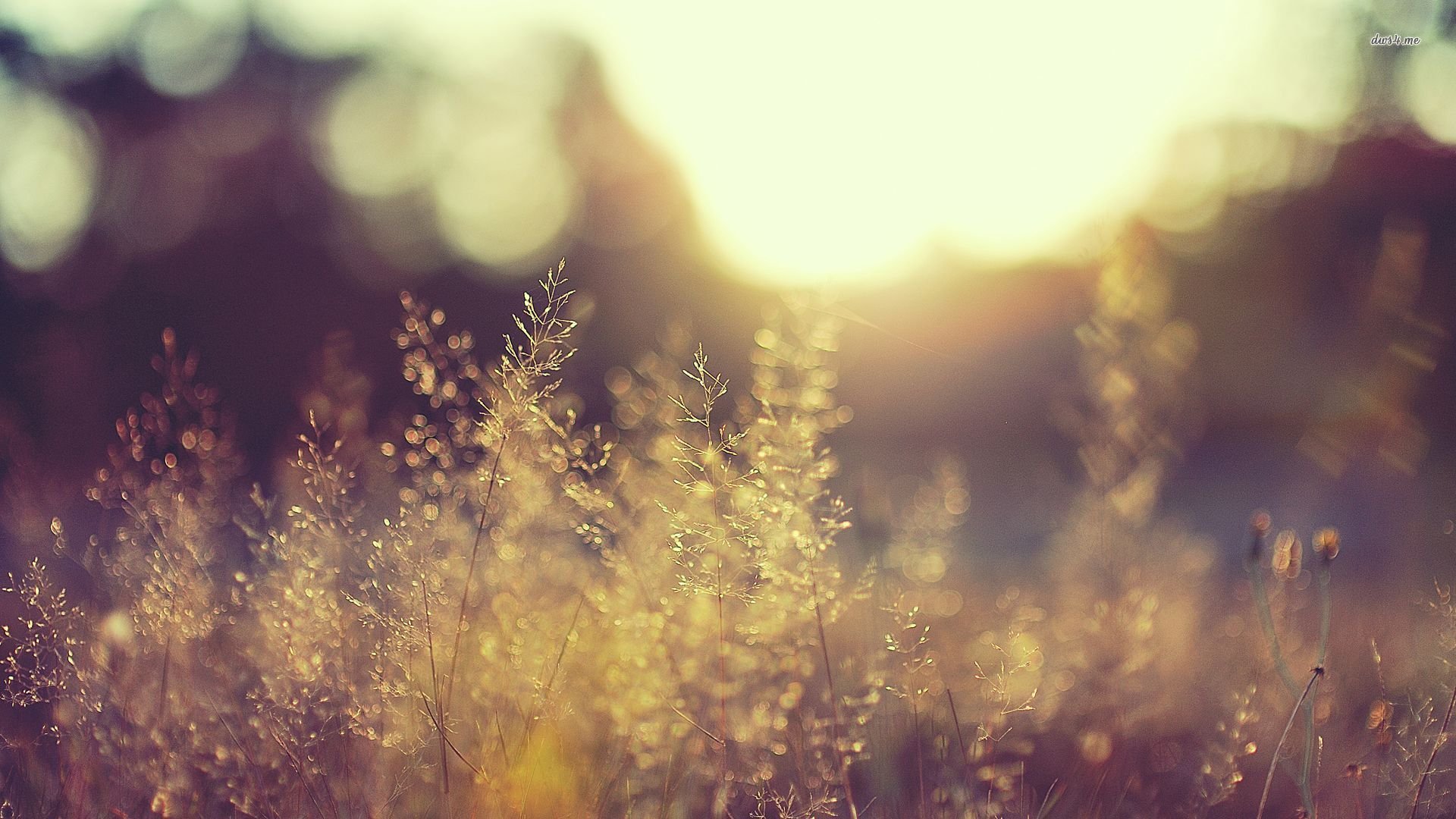 Grass At Sunset 443201 - WallDevil