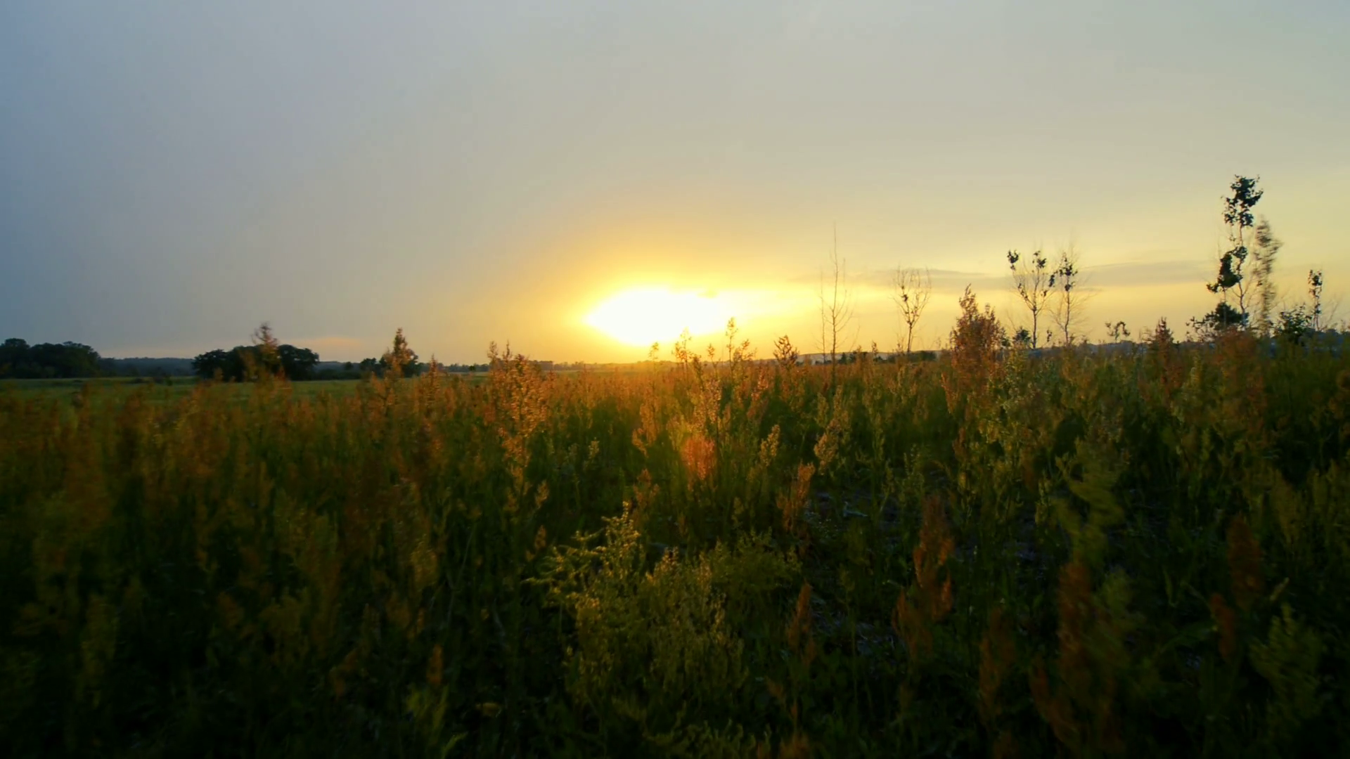 Walking through tall grass on sunset POV Stock Video Footage ...