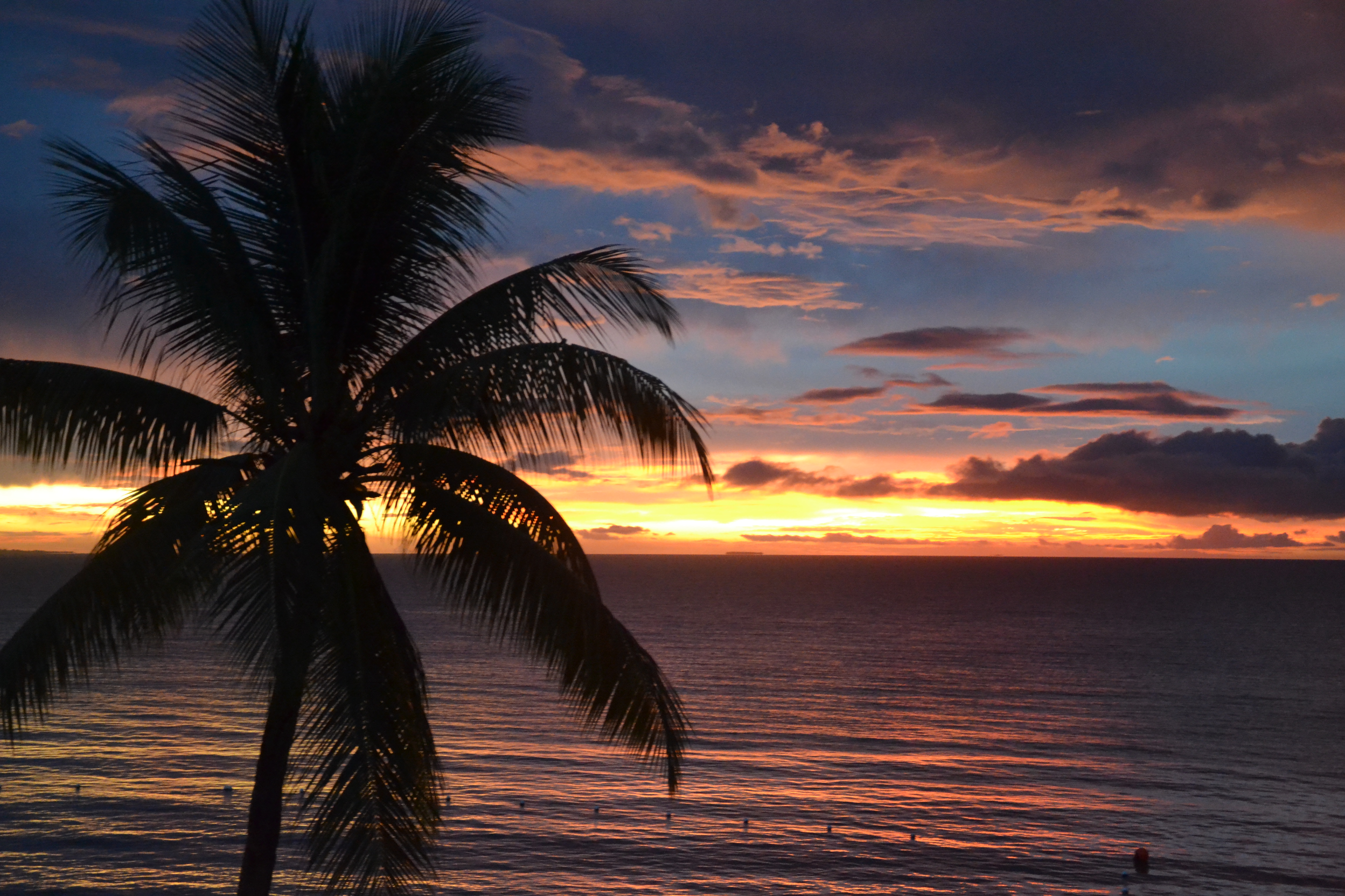 File:Sunset Palm Tree (6753868547).jpg - Wikimedia Commons