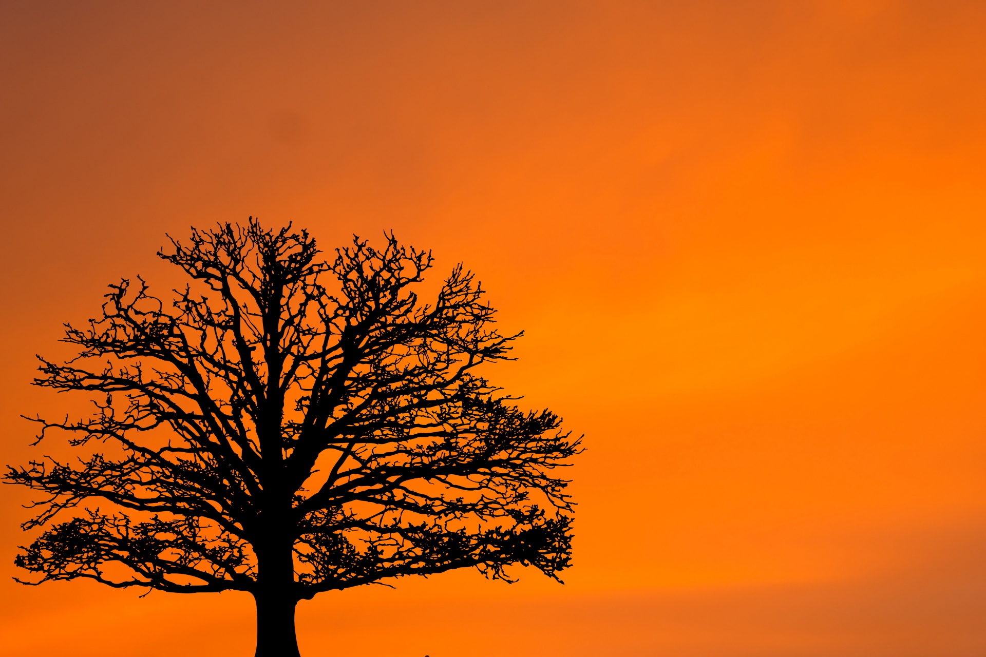 Sunset Tree Silhouette Free Stock Photo - Public Domain Pictures