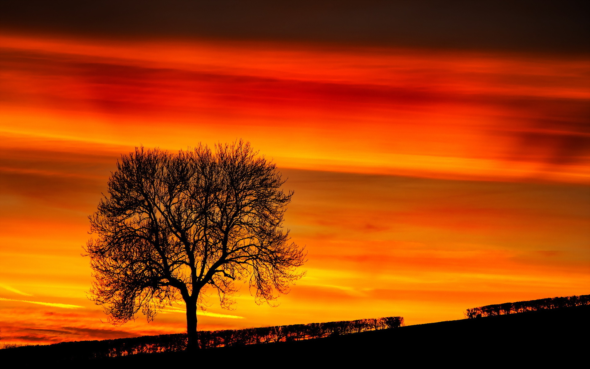 Sunset tree landscape sky wallpaper | 1920x1200 | 126206 | WallpaperUP