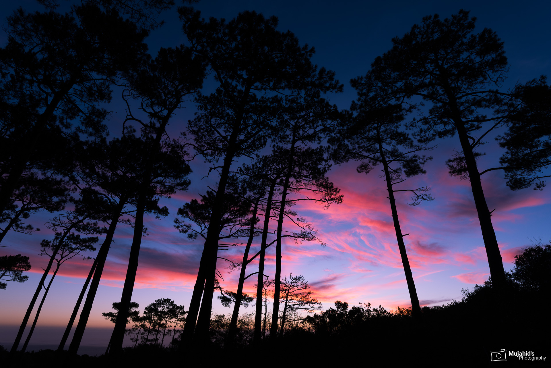 Sunset trees photo