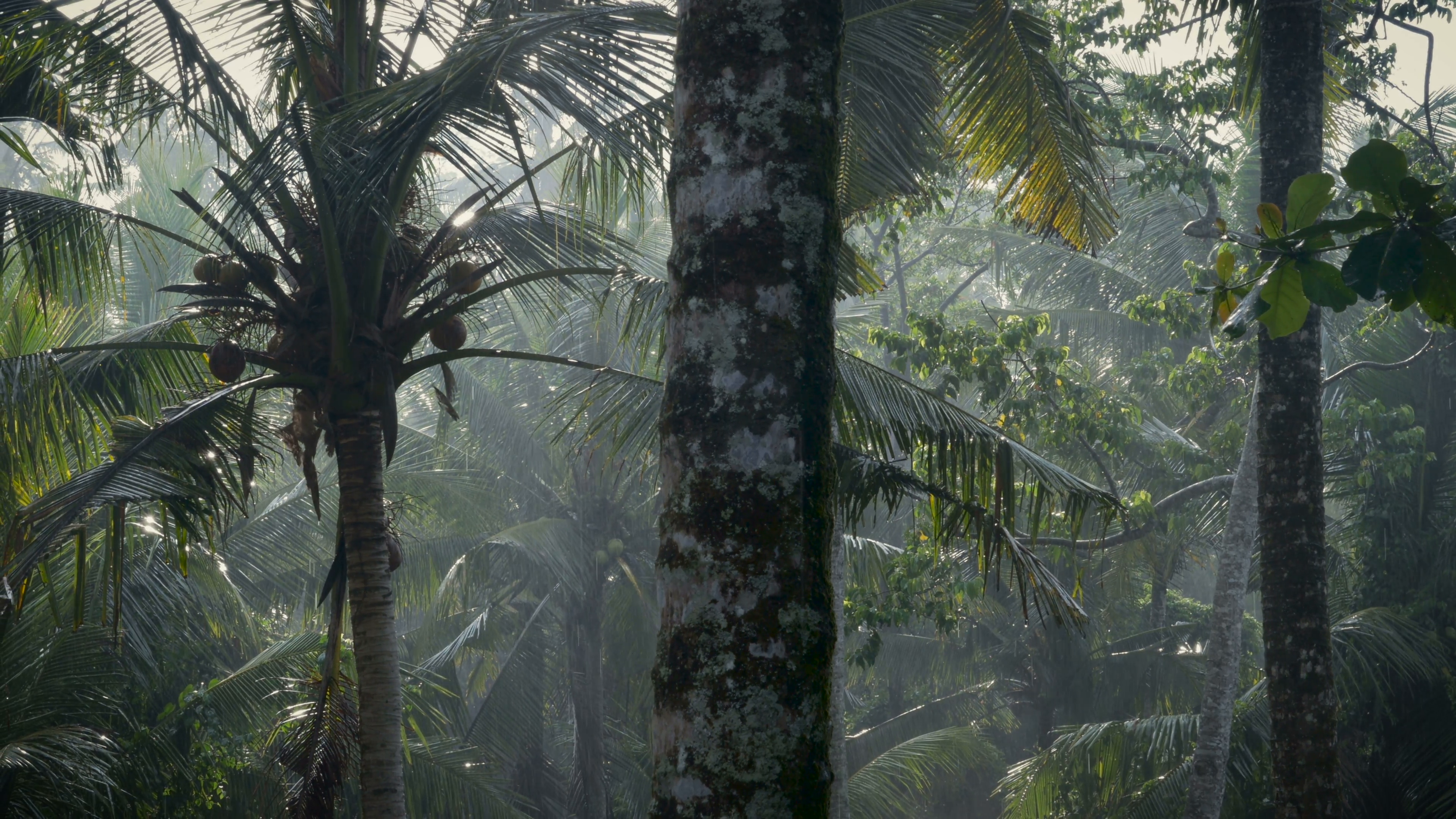 Dolly shot of a lush tropical jungle in a sun shower raining with ...