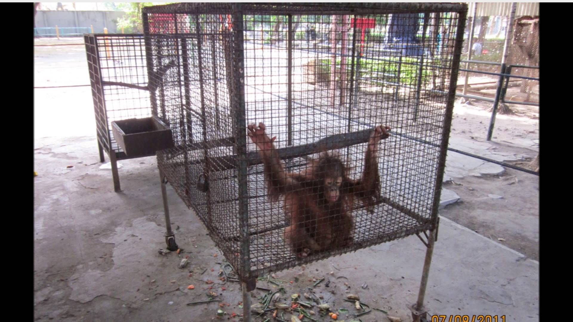 Surabaya Zoo cruelty (Somewhat Graphic) - YouTube